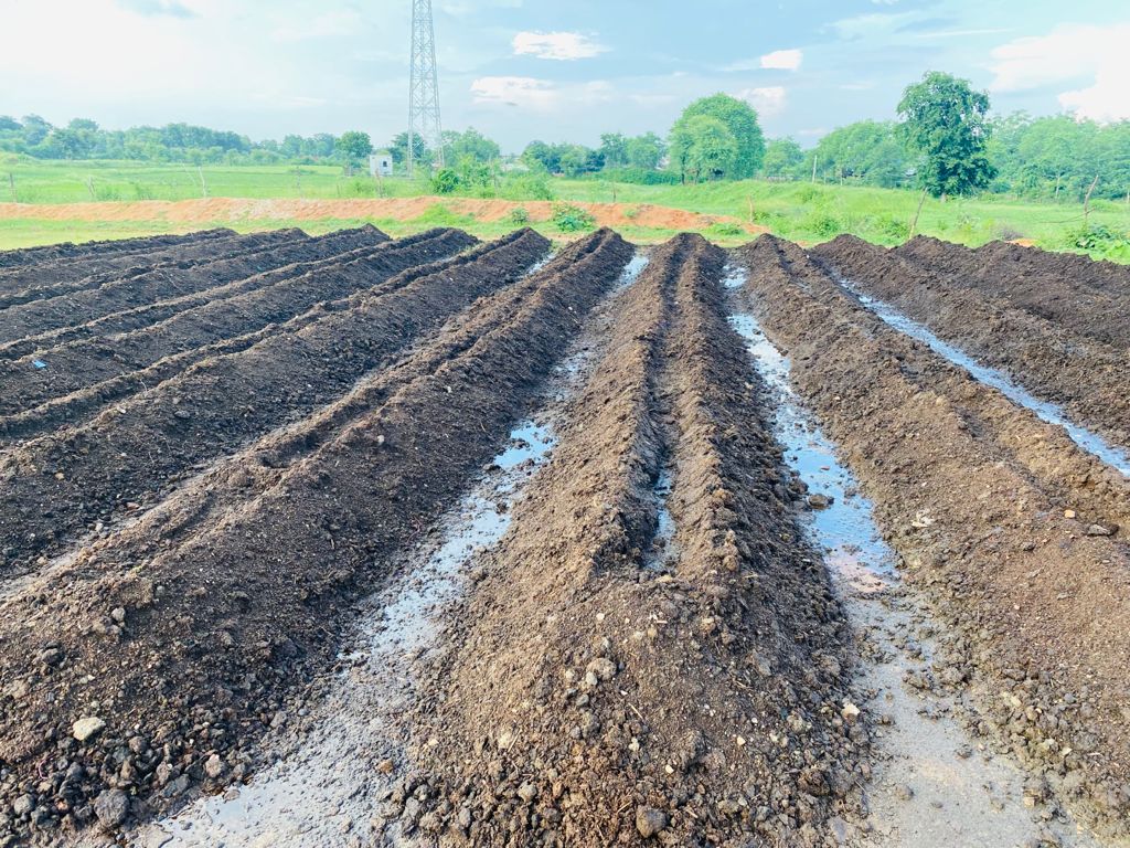 Live earthworm with 3 month free Consultation