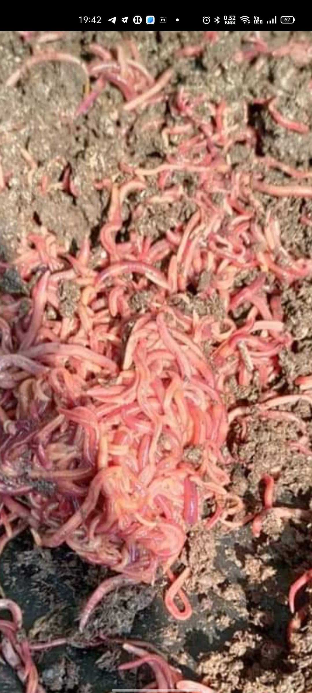 Live earthworm with 3 month free Consultation