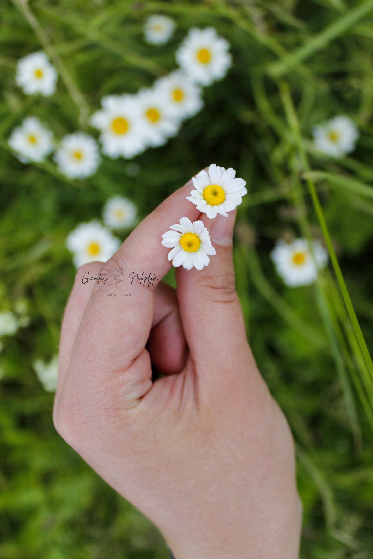 AUSKARAI "RAMUNĖLĖS' SID.VIN.
