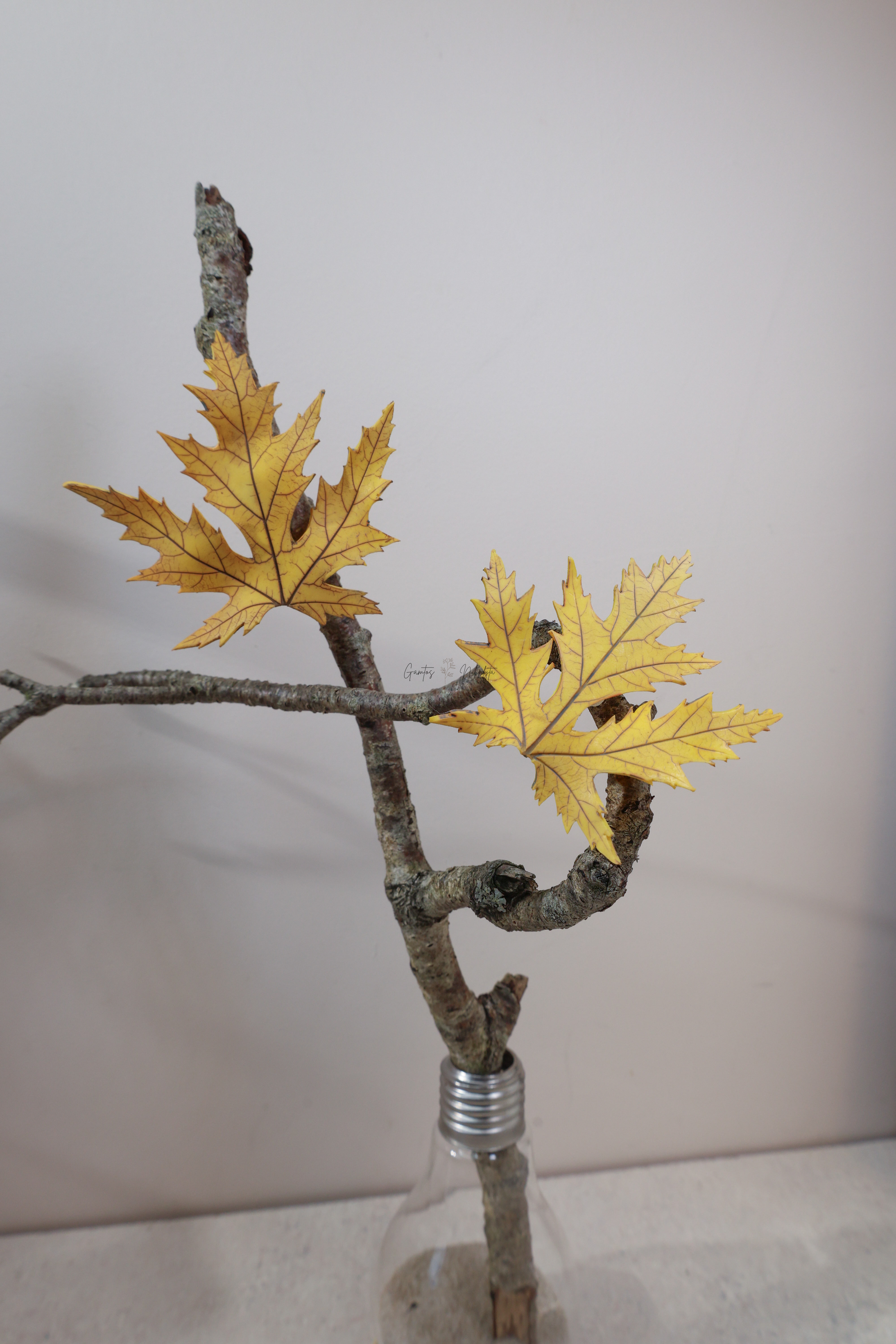 SAGĖ "KLEVO L." SU ŽIOGELIU