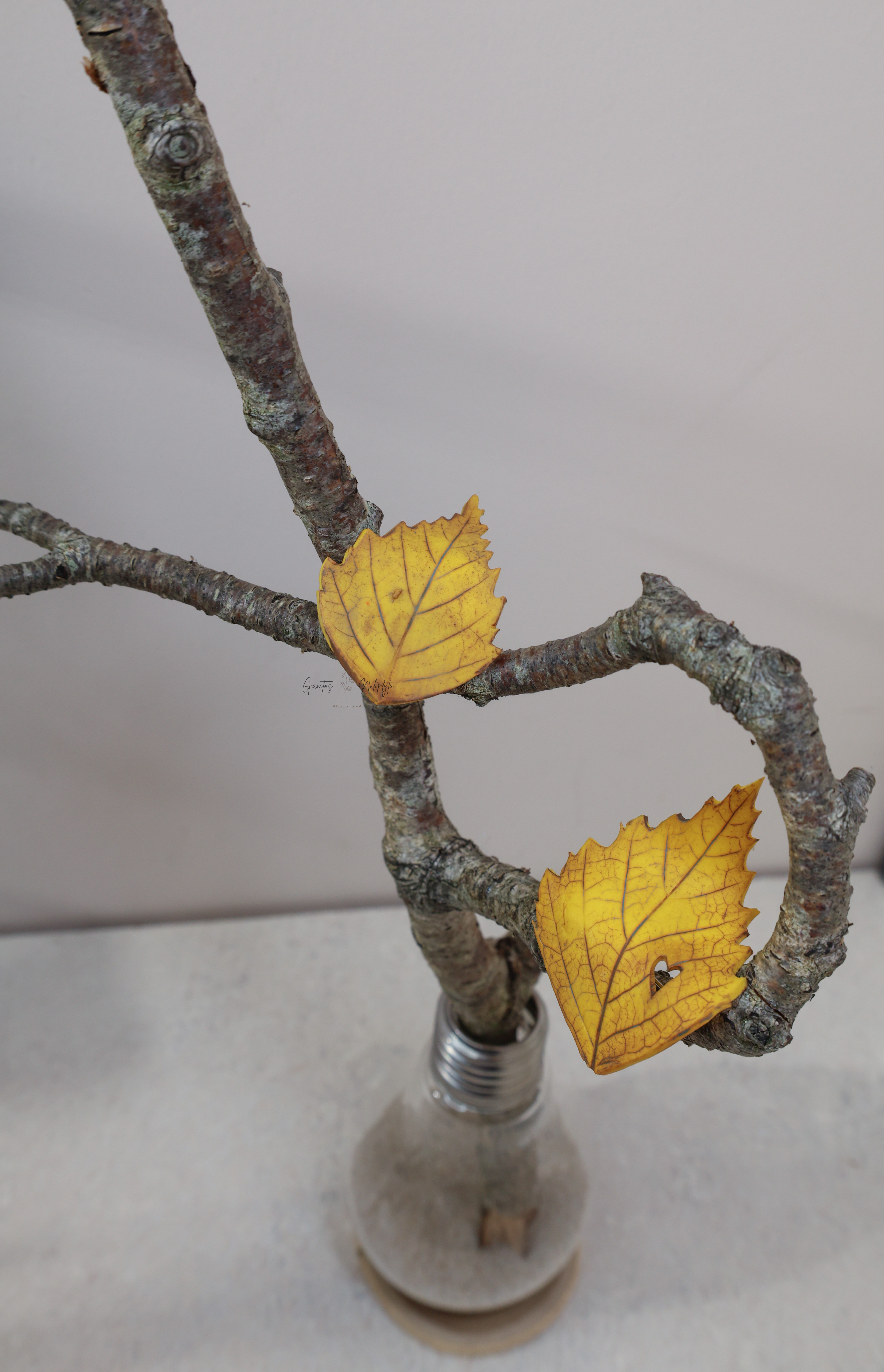 SAGĖ "BERŽO L." SU ŽIOGELIU