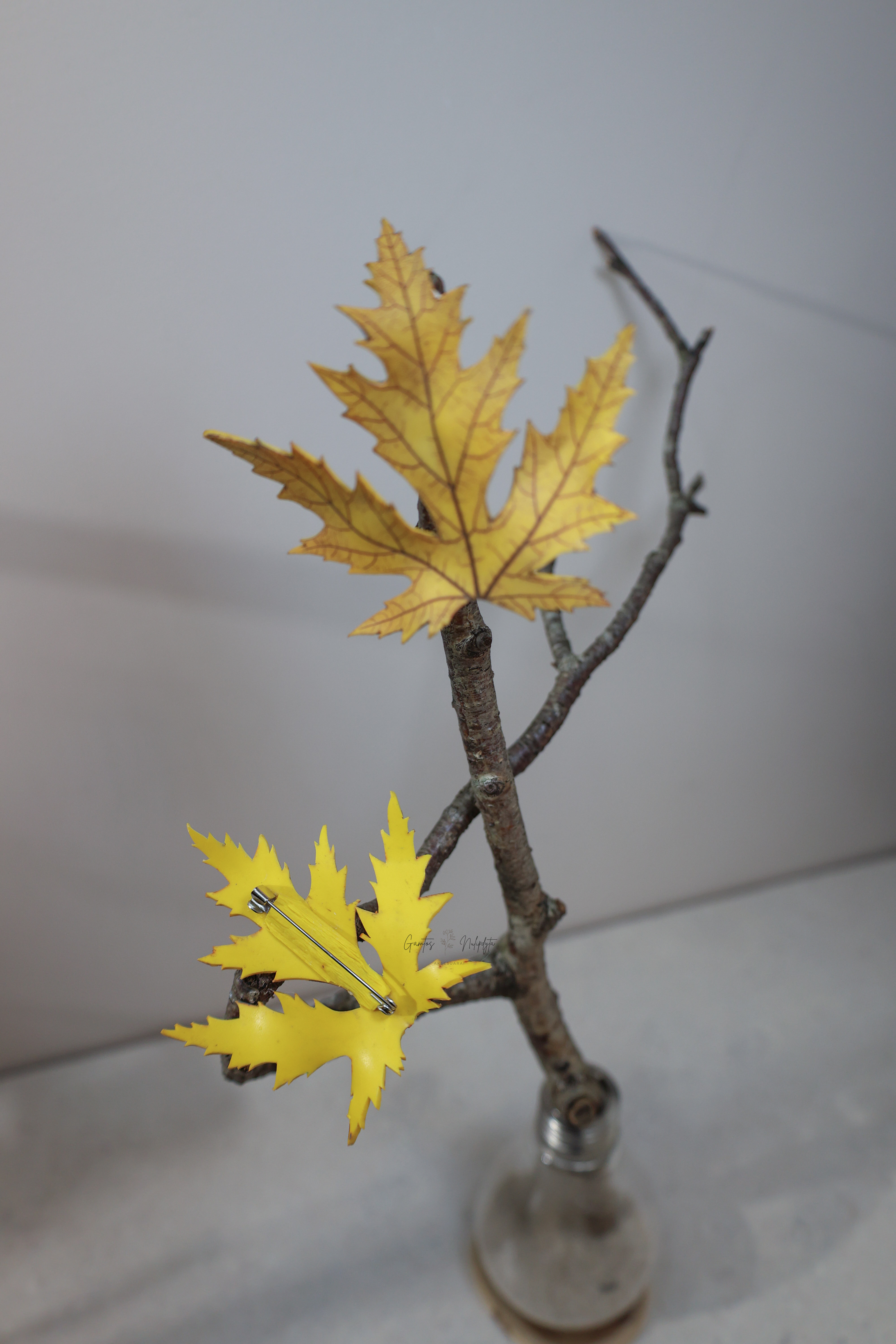 SAGĖ "KLEVO L." SU ŽIOGELIU