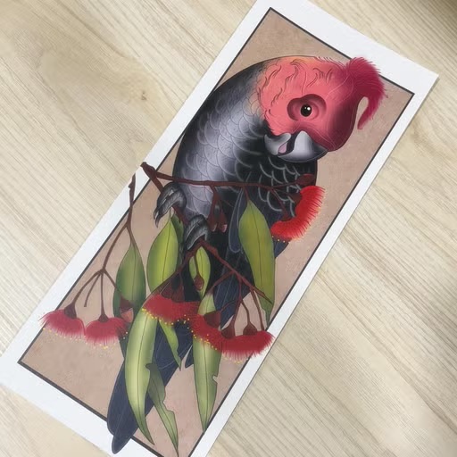 Gang-gang Cockatoo