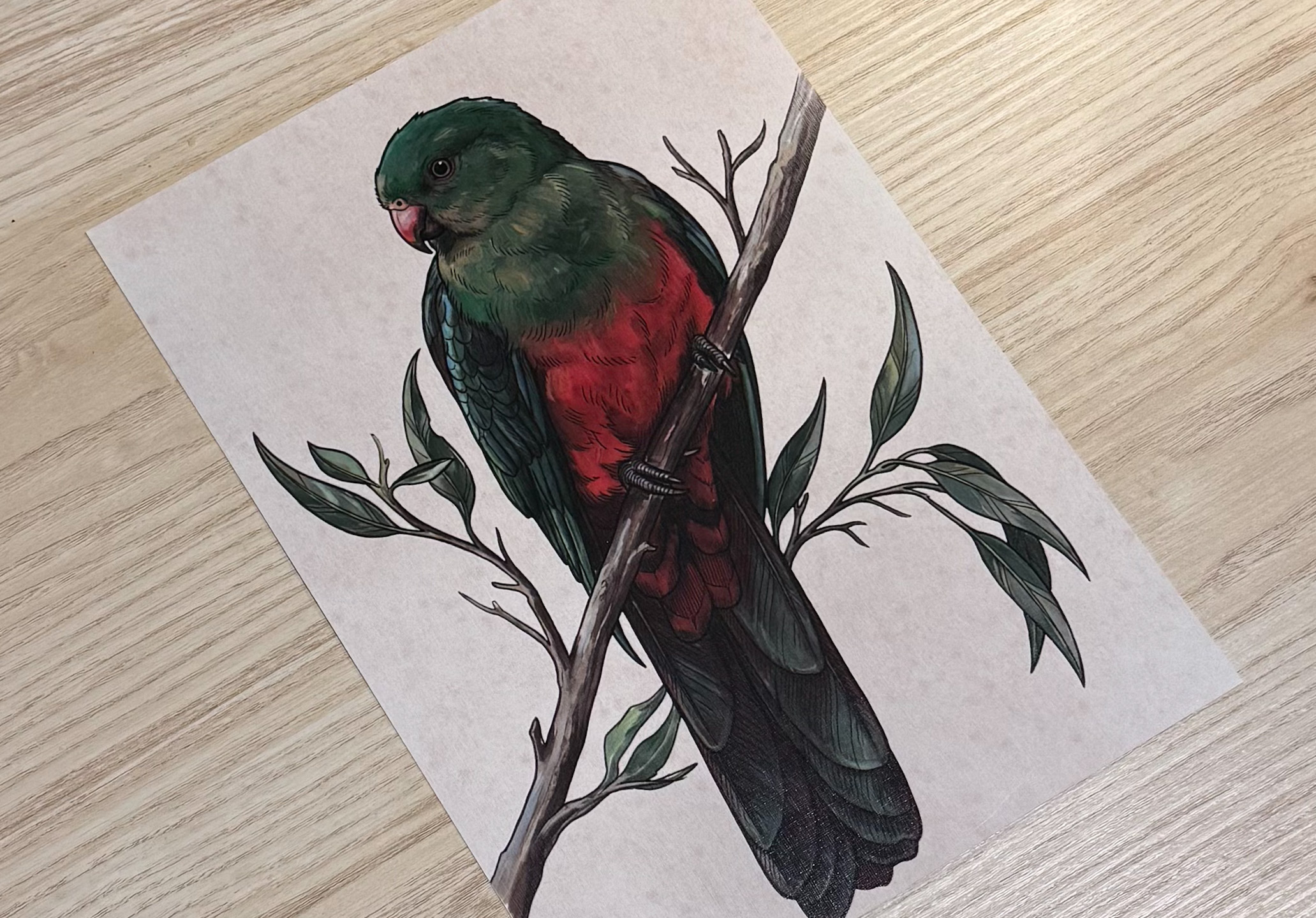 King Parrot [female]