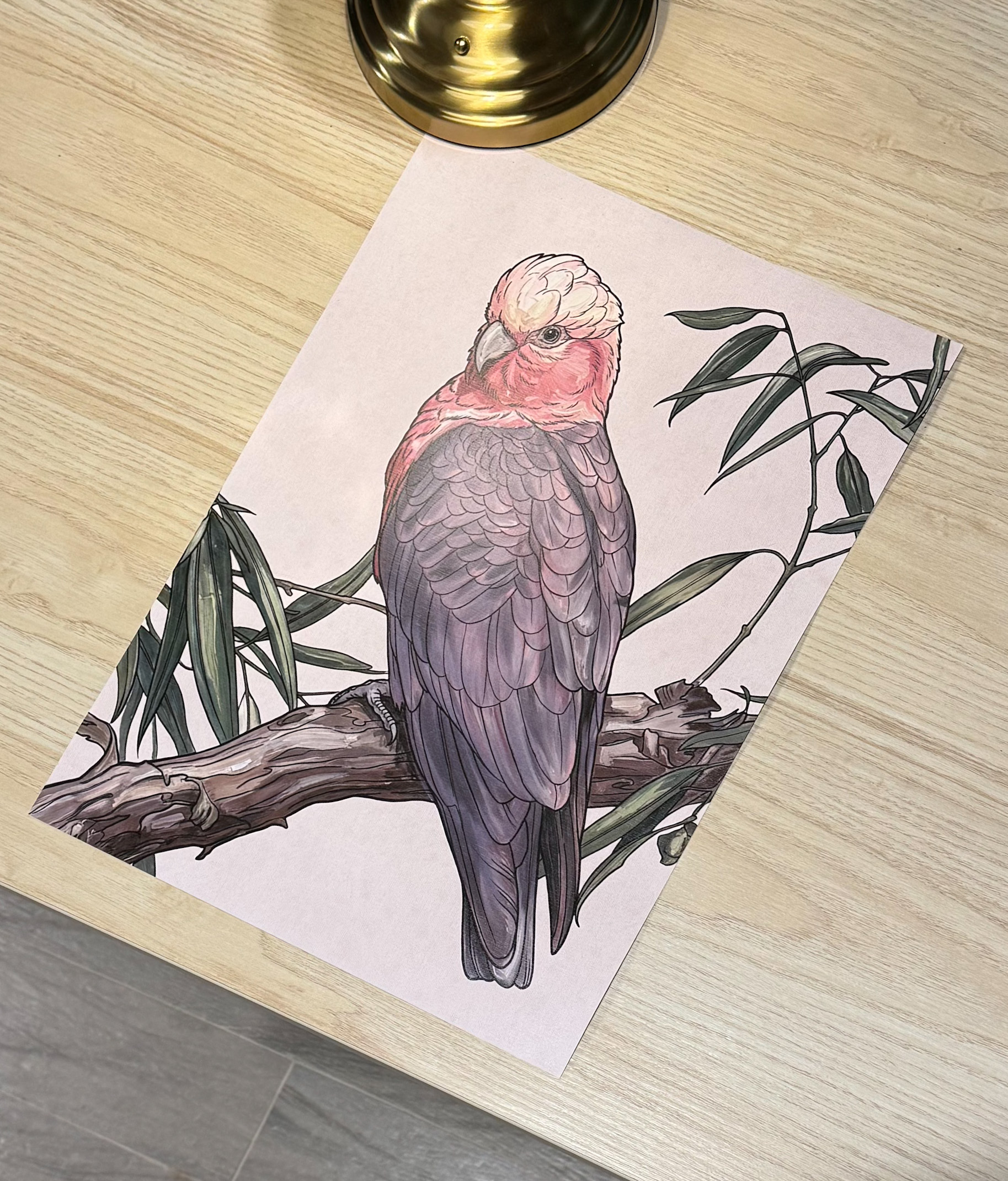 Galah (female) [NEW]