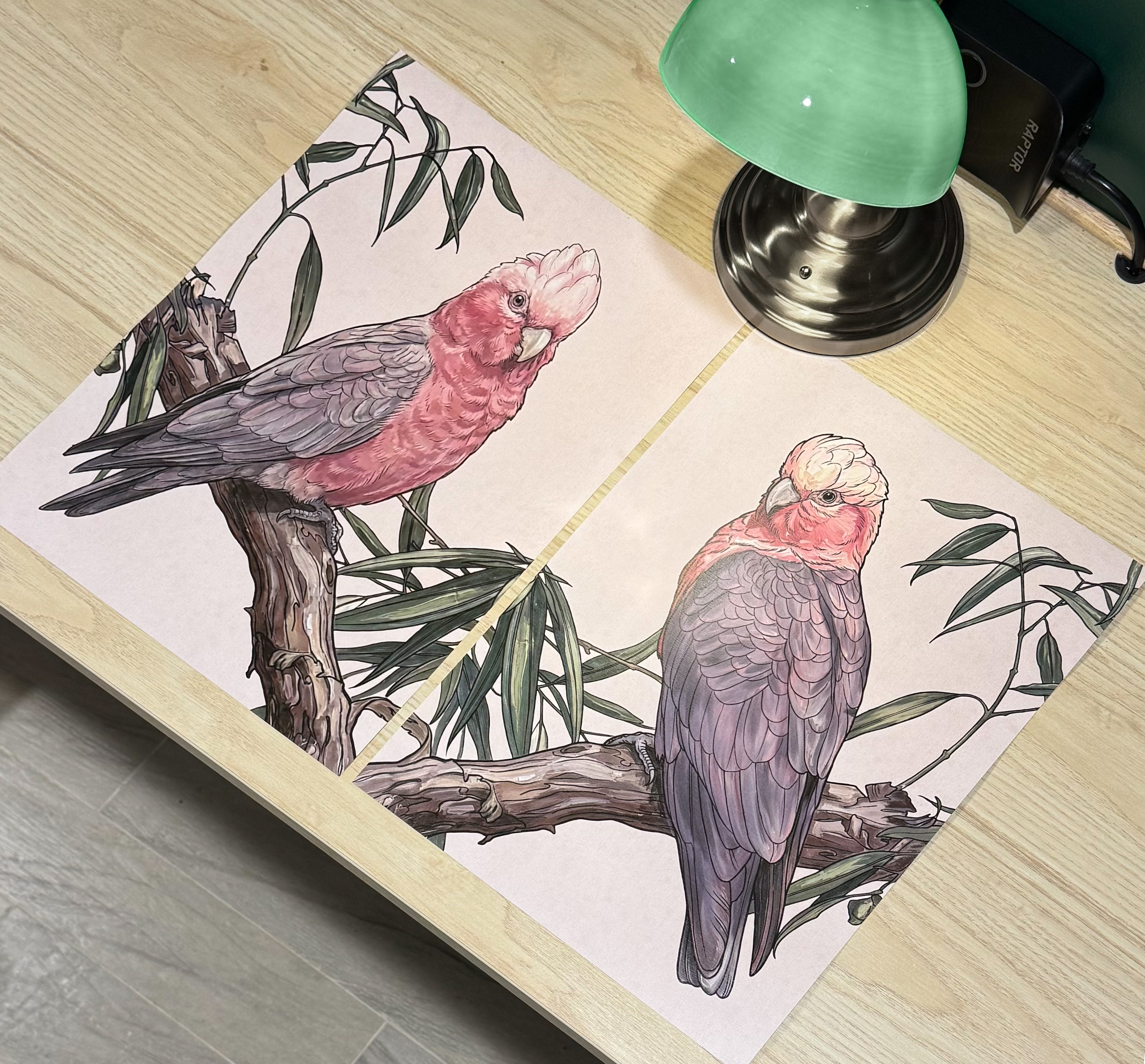 Galah (female) [NEW]