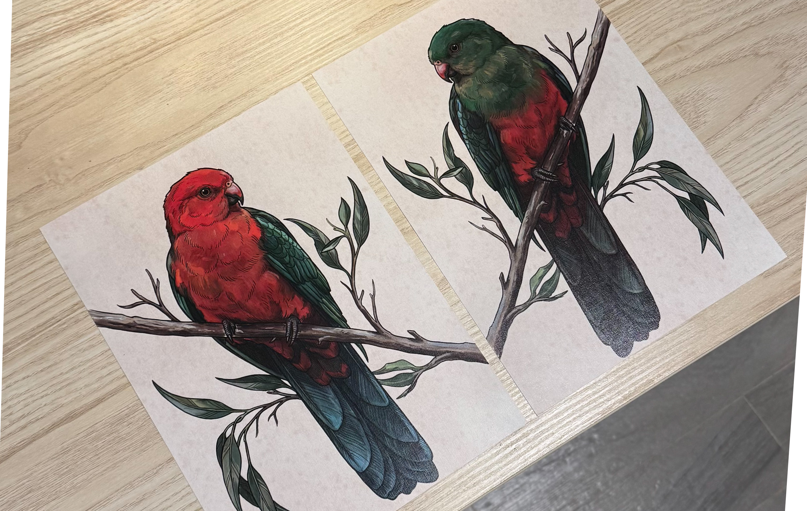 King Parrot [female]