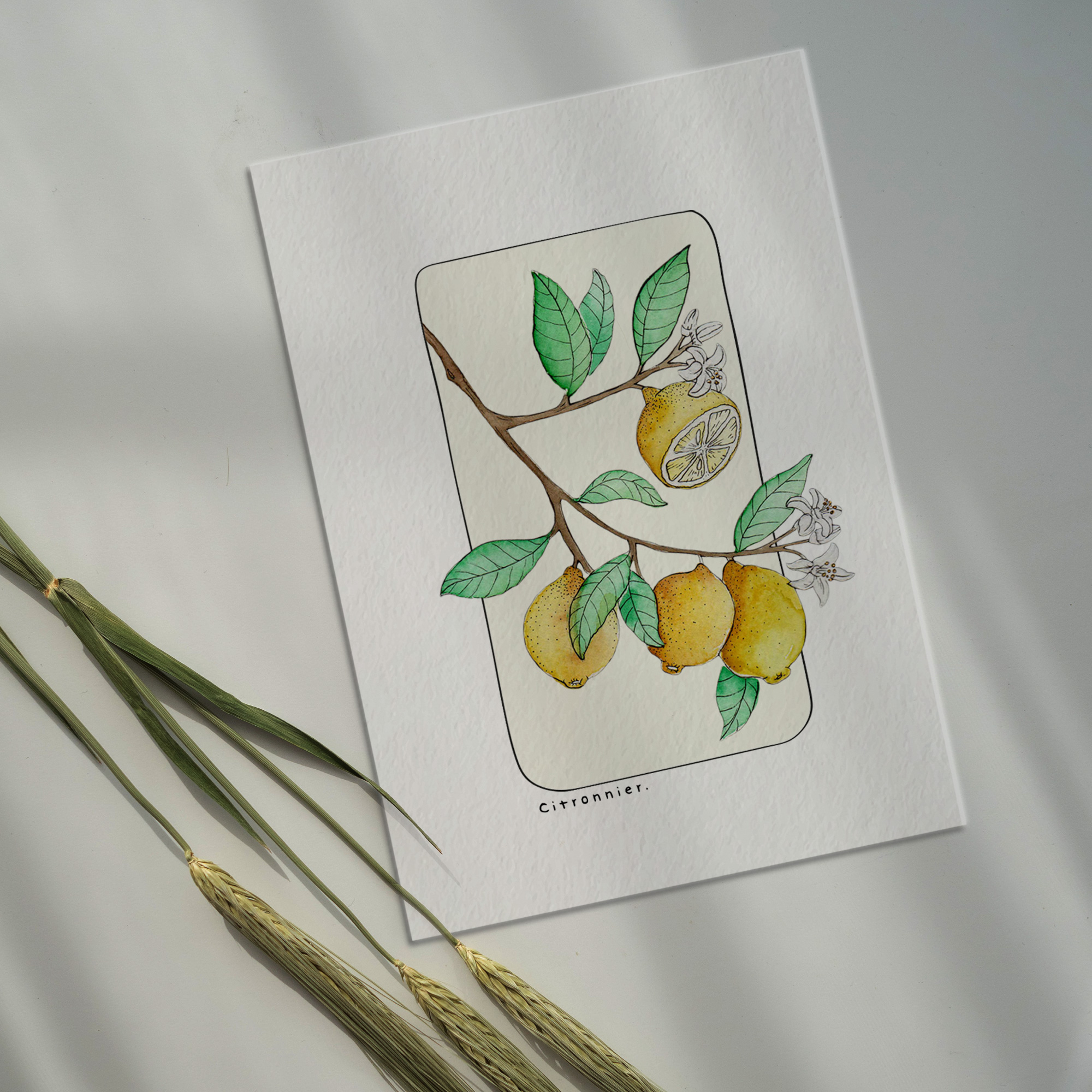 Affiche papier aquarelle A5 et carte postale - Citronnier