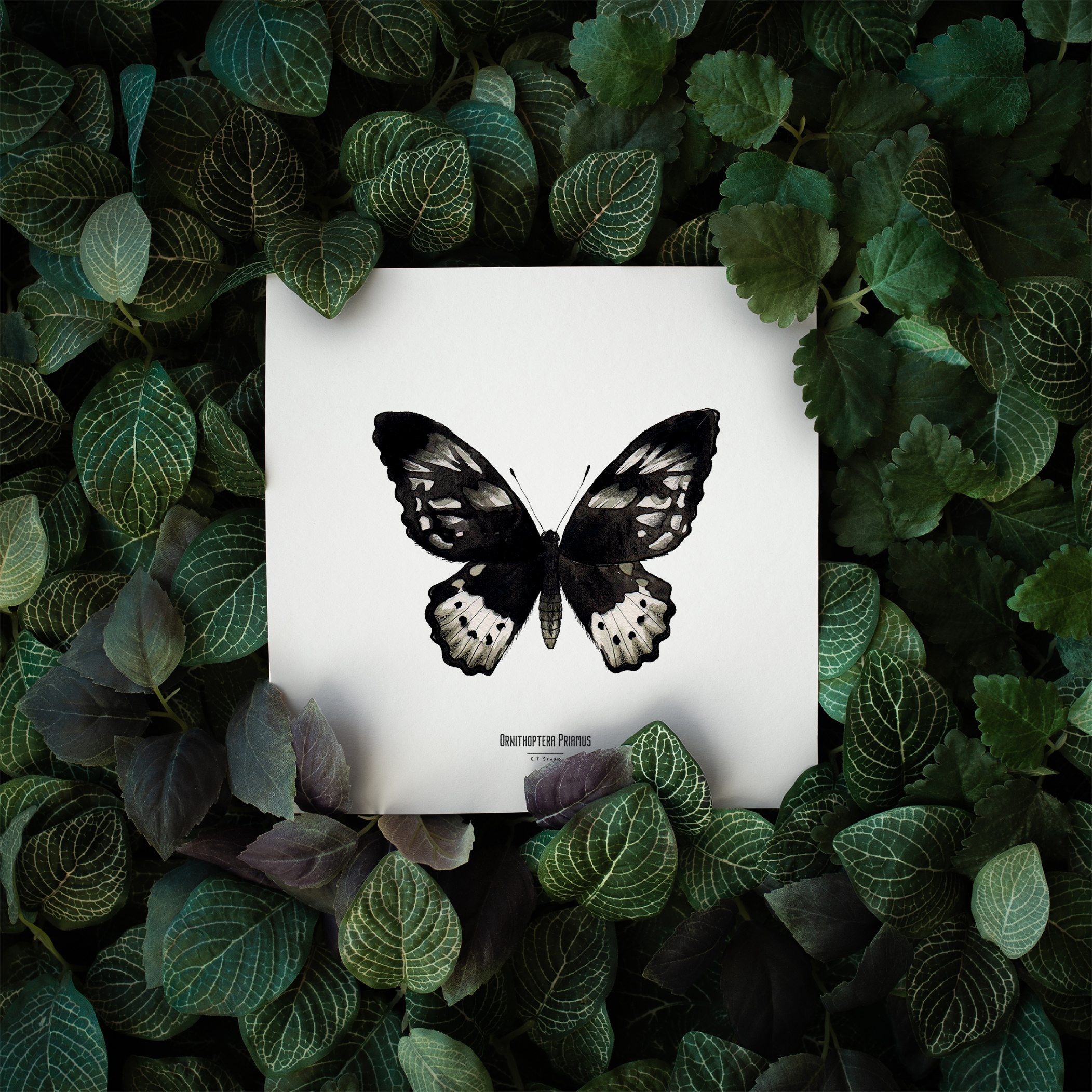 Carte insecte - Reproduction aquarelle - Ornithoptera Priamus