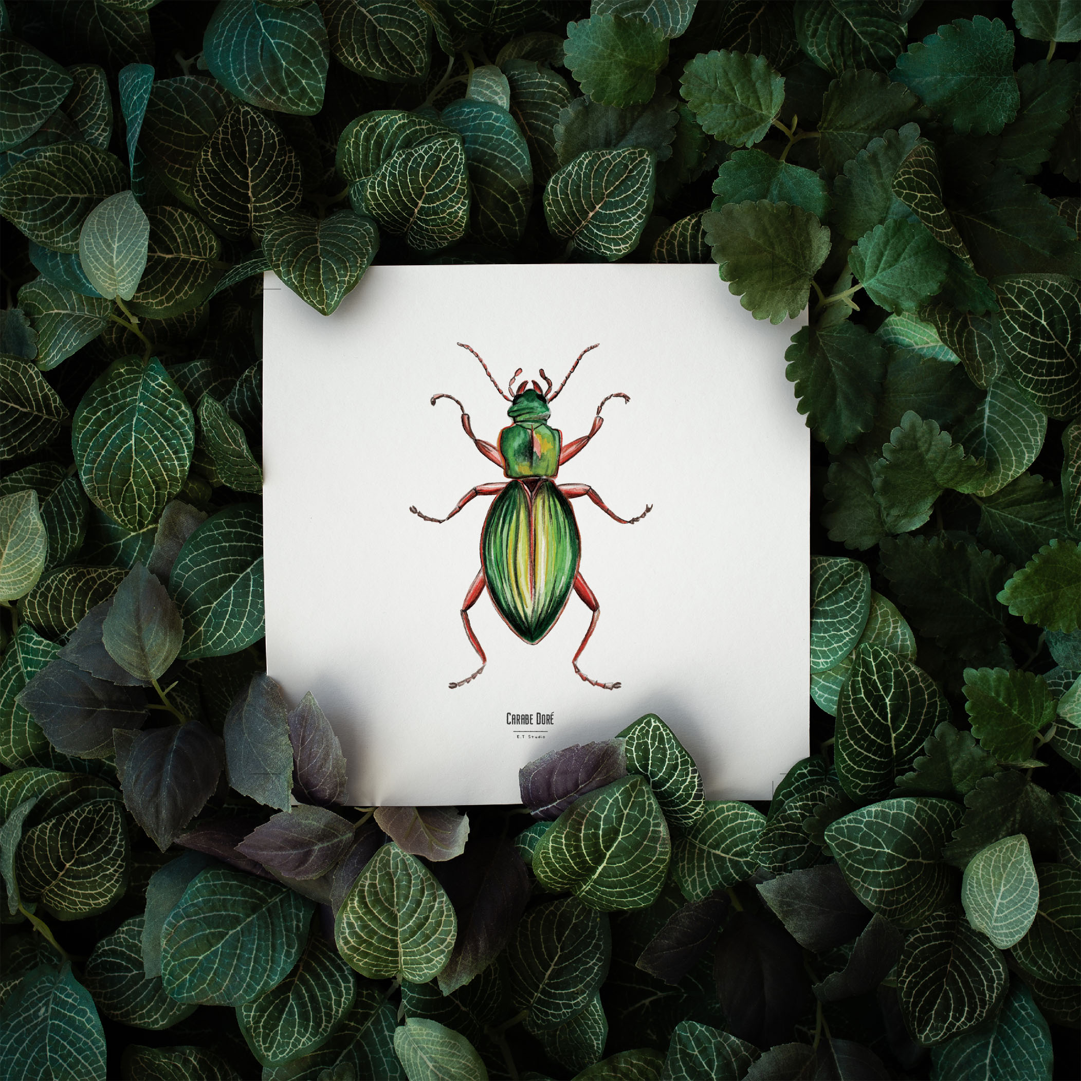 Carte insecte - Reproduction aquarelle - Carabé Doré