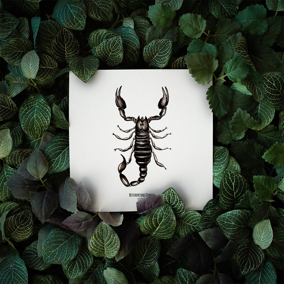 Carte insecte - Reproduction aquarelle - Heterometrus Cyaneus