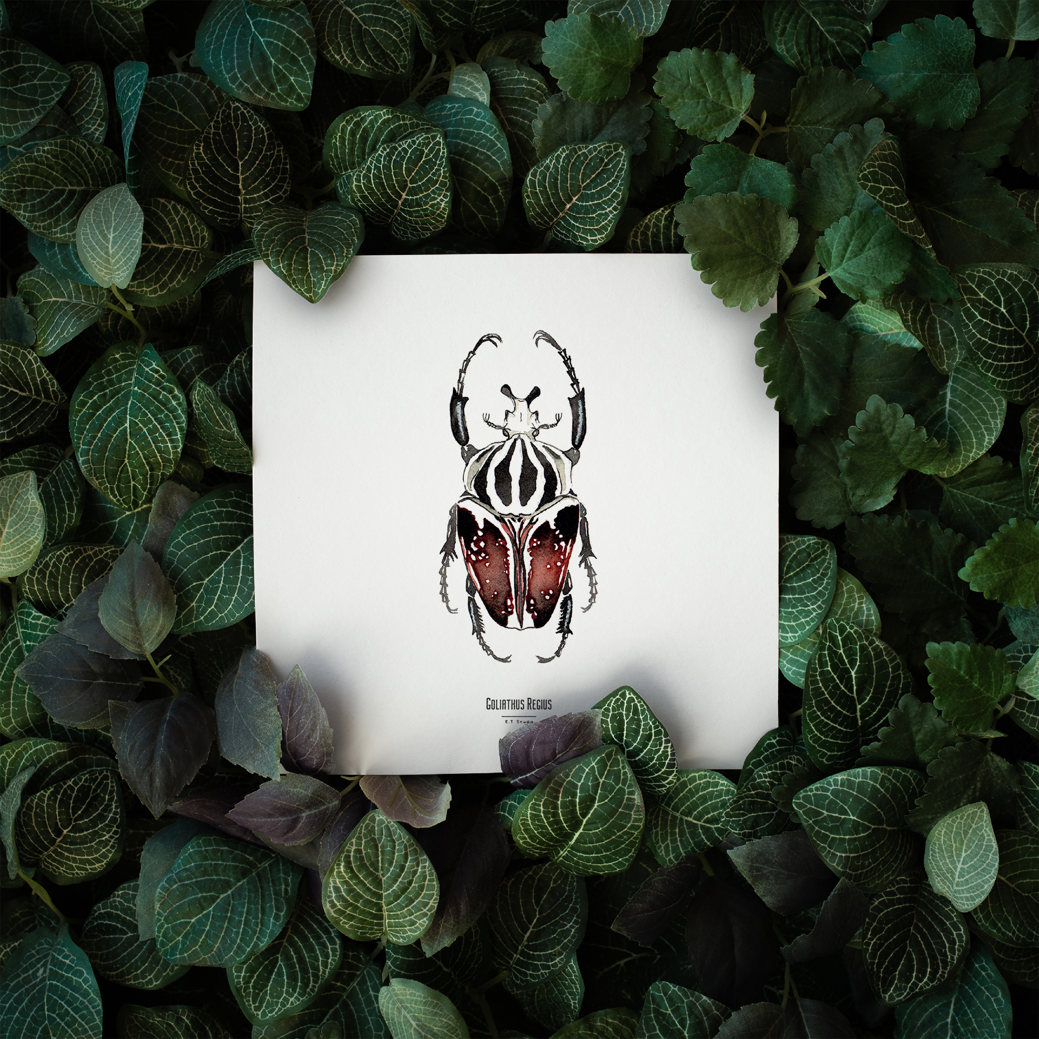 Carte insecte - Reproduction aquarelle - Goliathus Regius