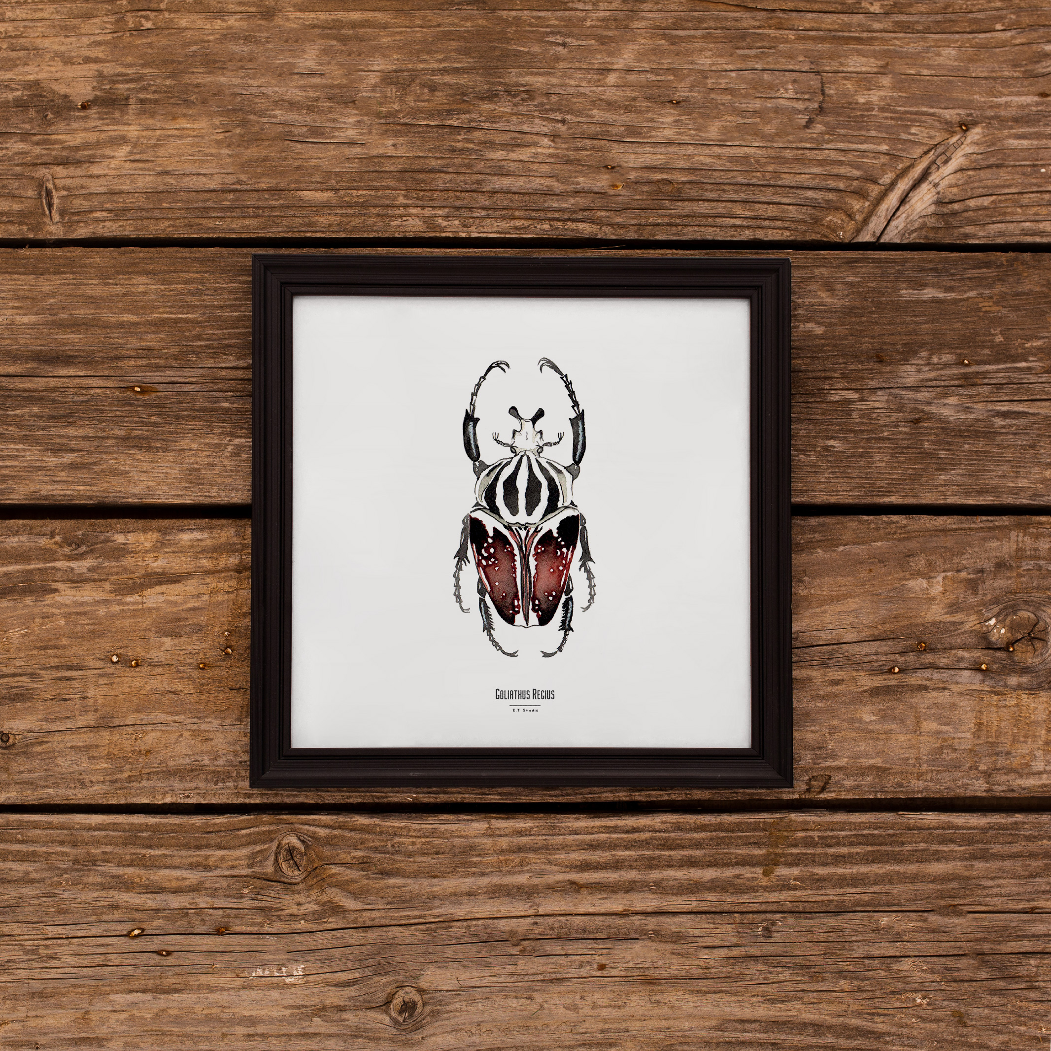 Carte insecte - Reproduction aquarelle - Goliathus Regius