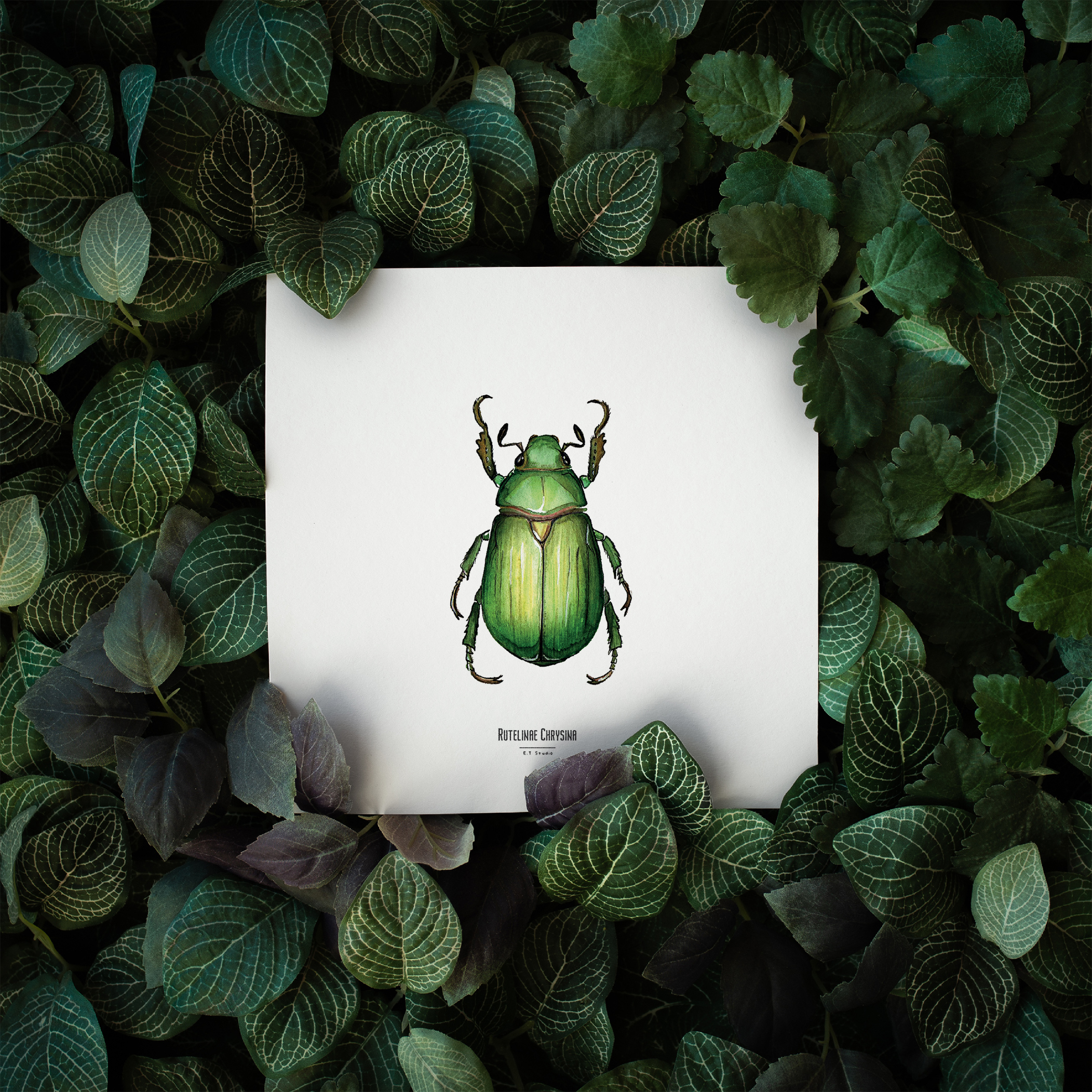 Carte insecte - Reproduction aquarelle - Rutelinae Chrysina