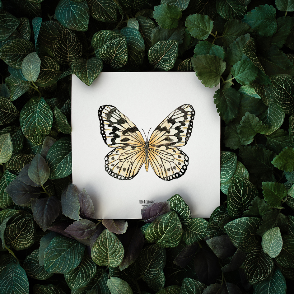 Carte insecte - Reproduction aquarelle - Idea Leuconoe