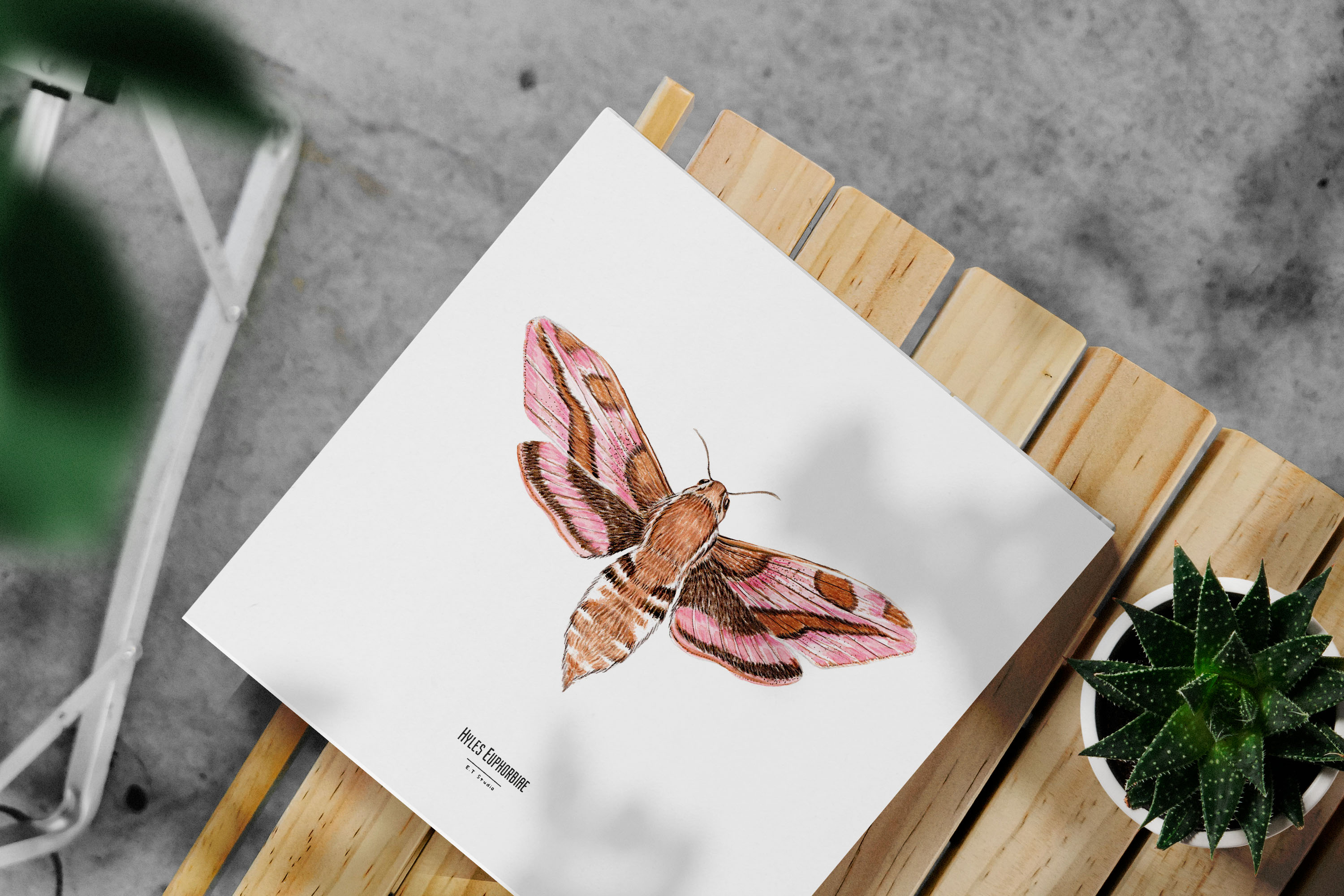 Carte insecte - Reproduction aquarelle - Hyles Euphorbiae