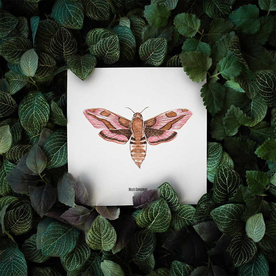Carte insecte - Reproduction aquarelle - Hyles Euphorbiae