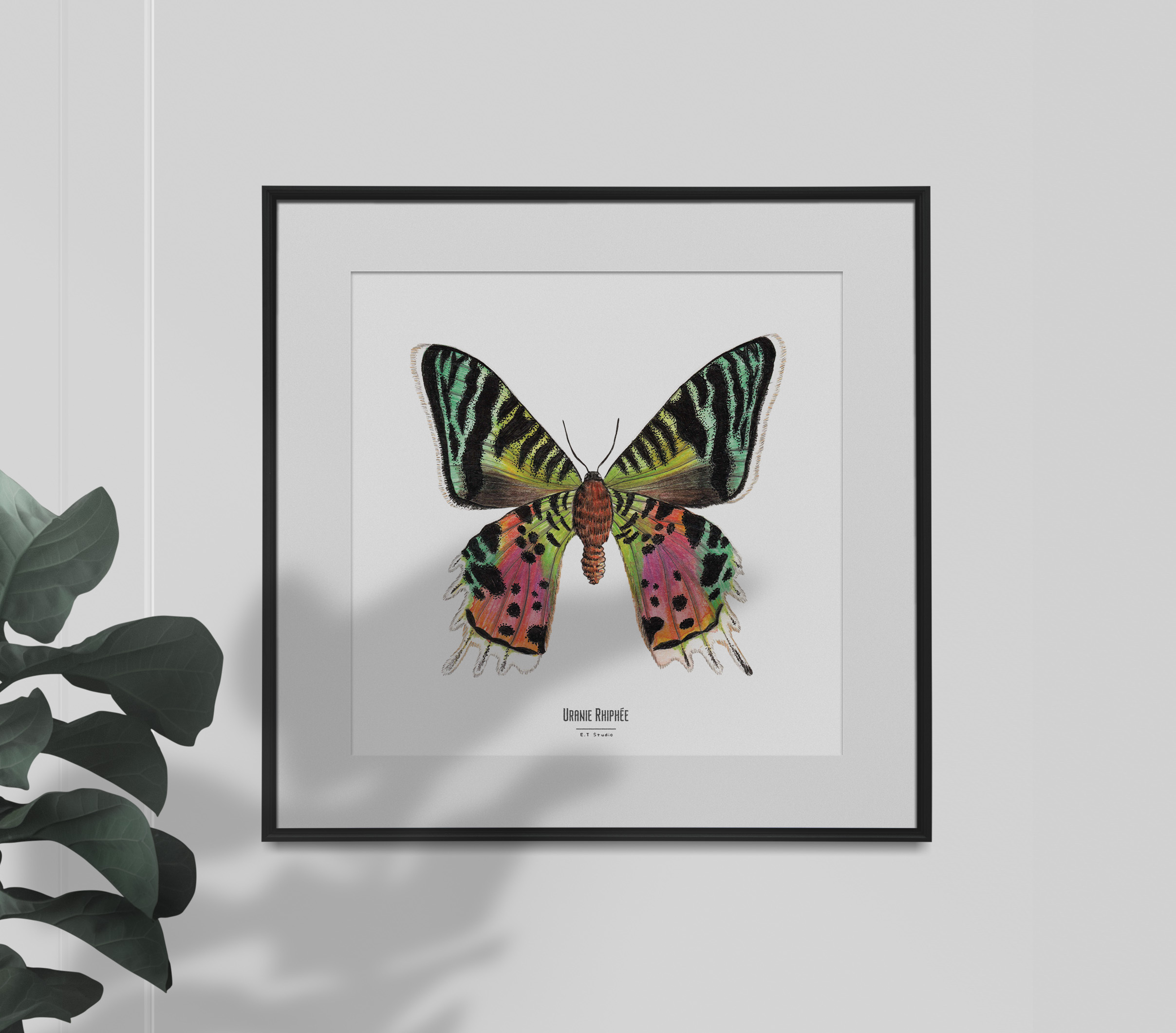 Carte insecte - Reproduction aquarelle - Uranie Riphée