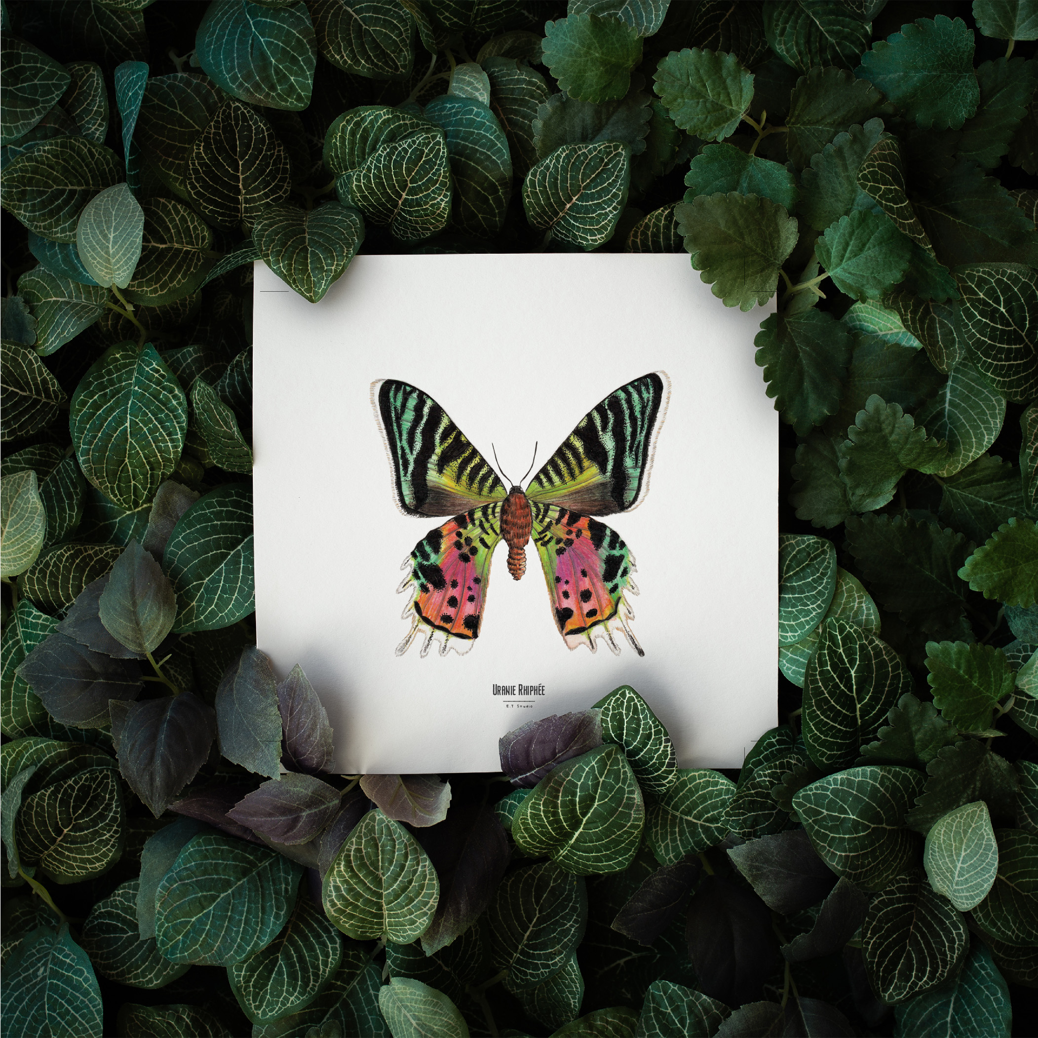 Carte insecte - Reproduction aquarelle - Uranie Riphée