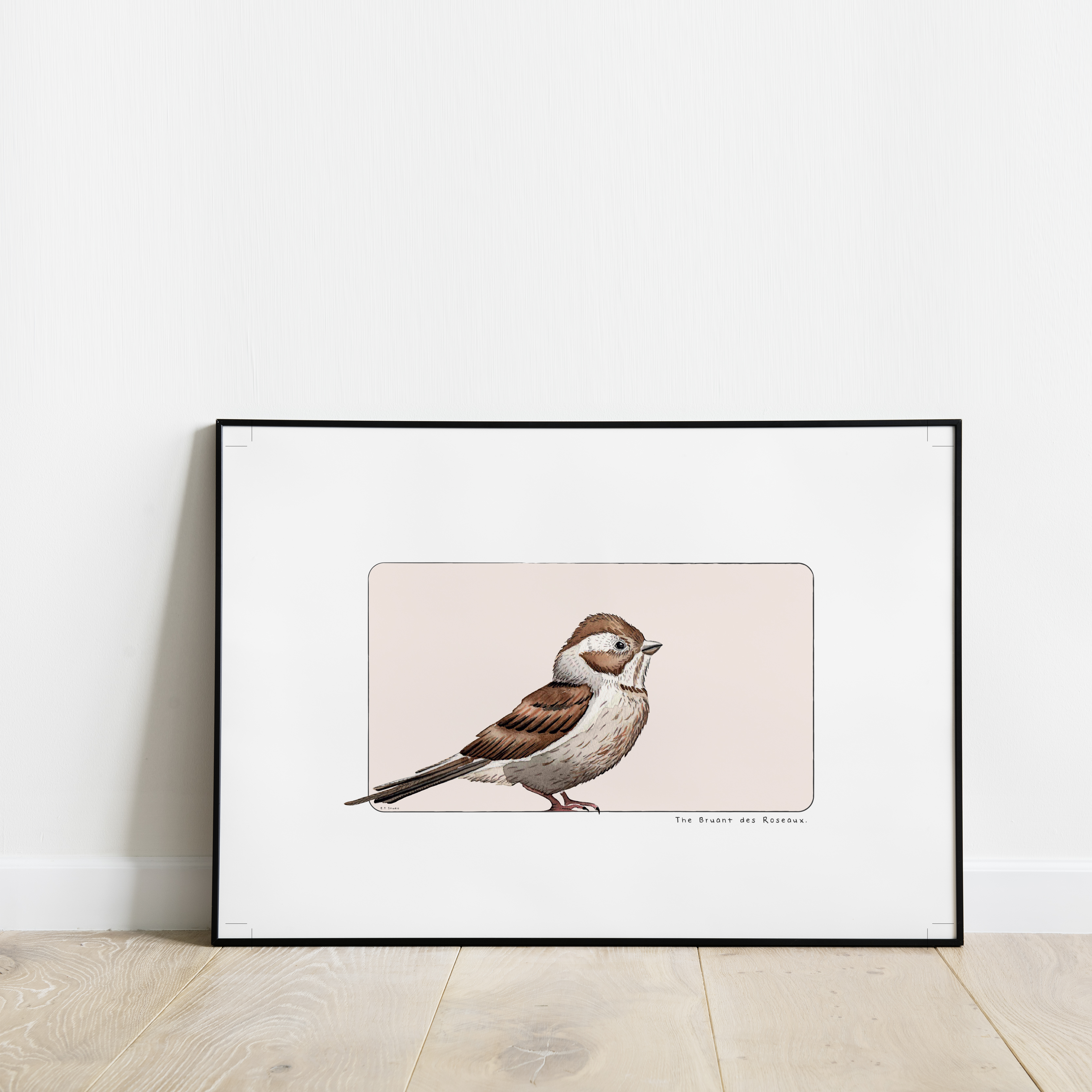 Carte postale & Affiche papier aquarelle - Bruant des Roseaux