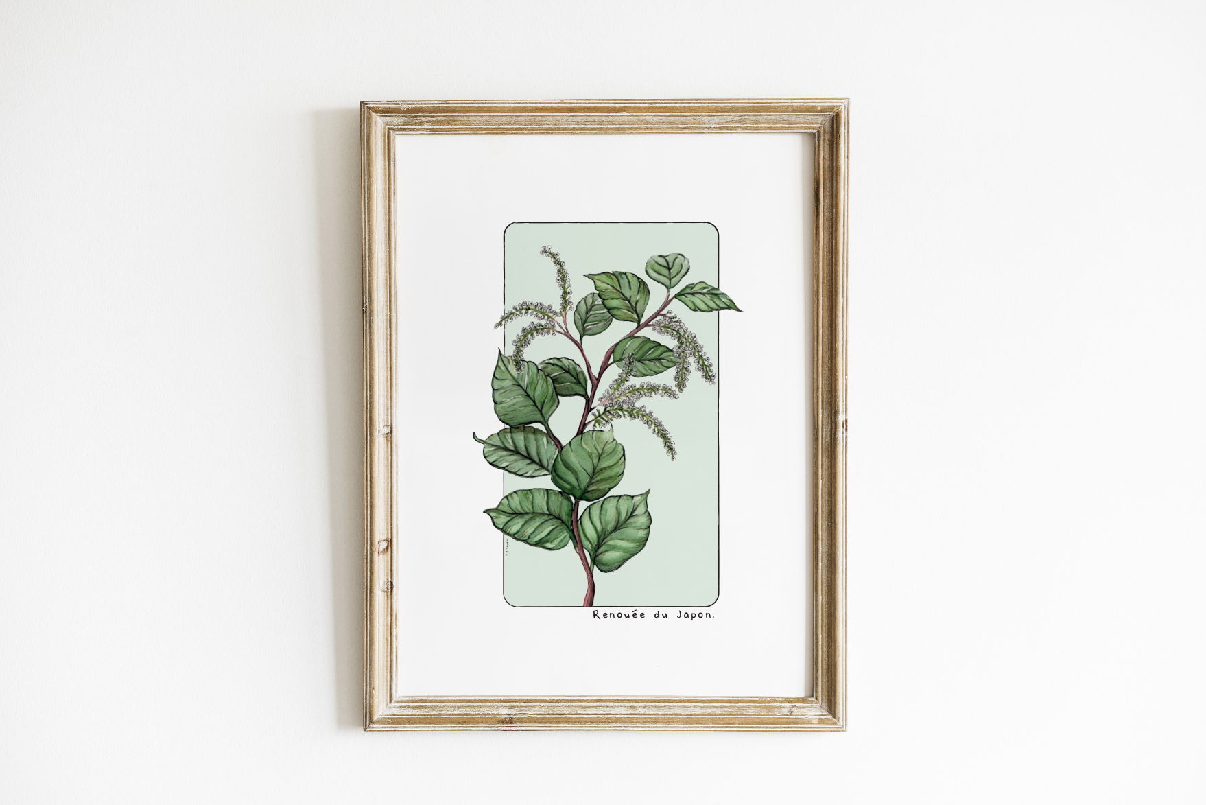 Affiche papier aquarelle A5 et carte postale - Renouée du Japon