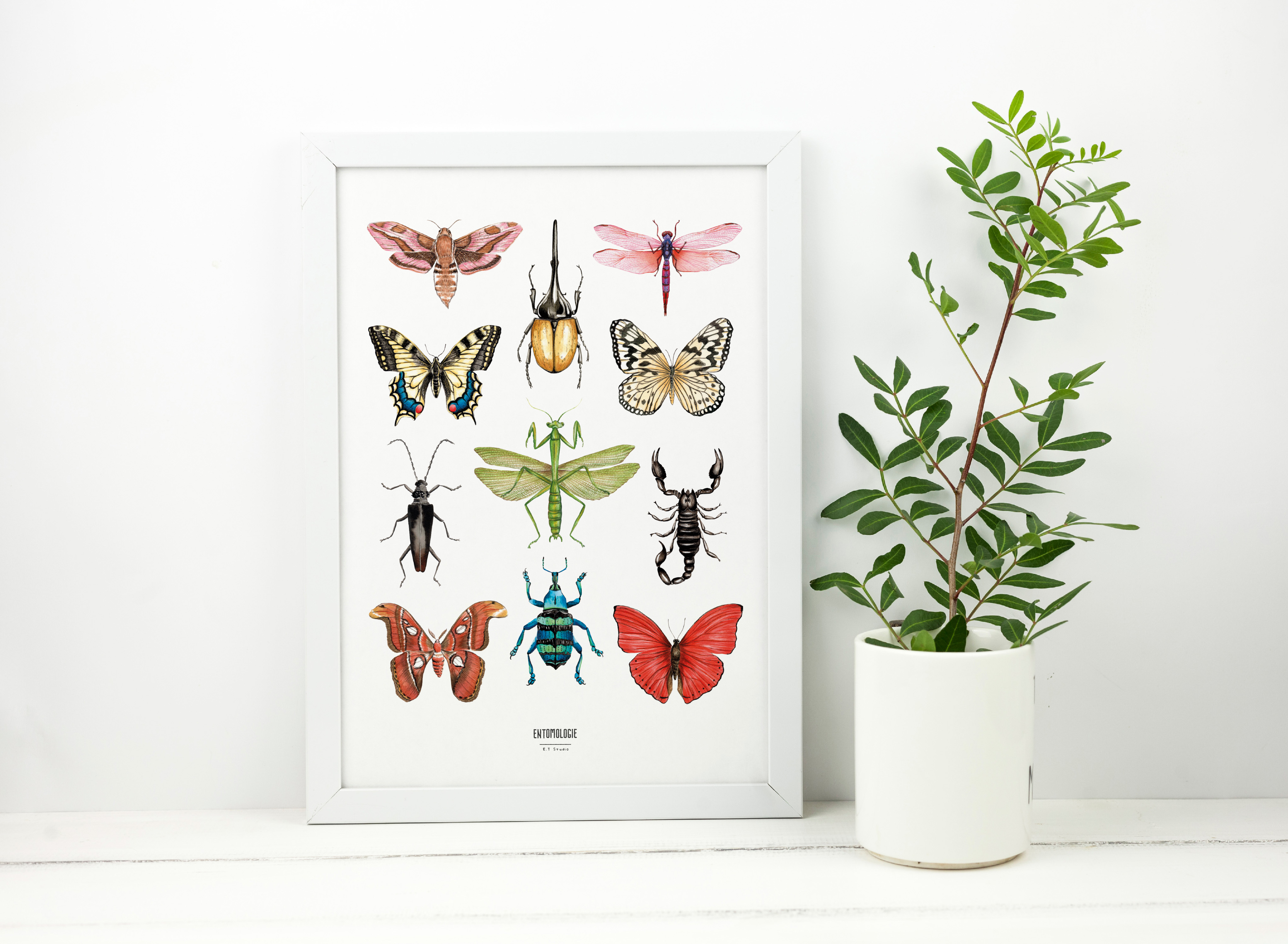 Affiche papier - Aquarelles insectes - Entomologie Vol.2