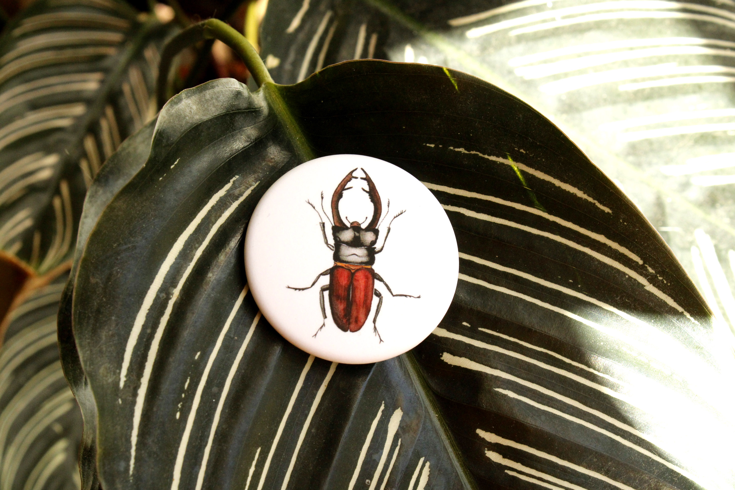 Badge Lucane Cerf-Volant