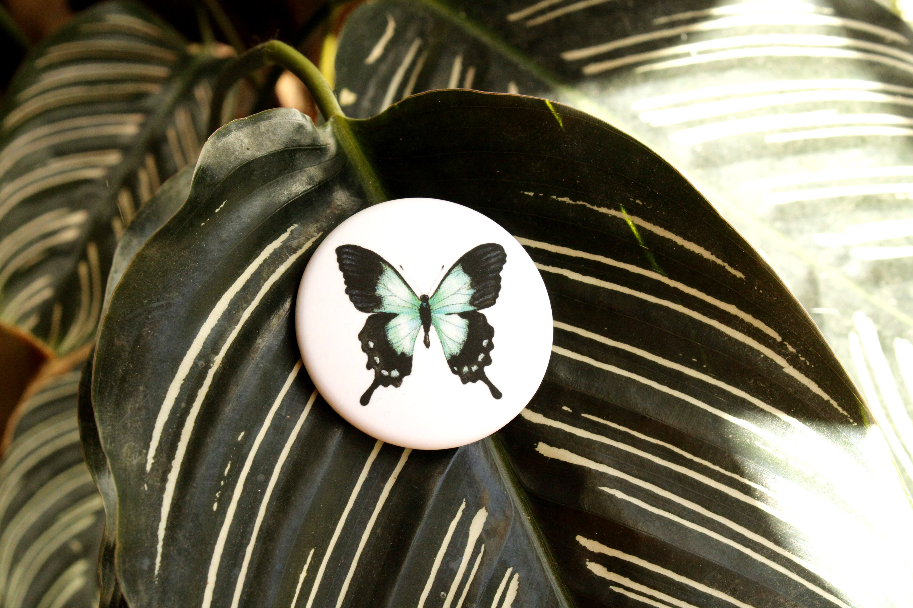 Badge Papilio Lorquinianus