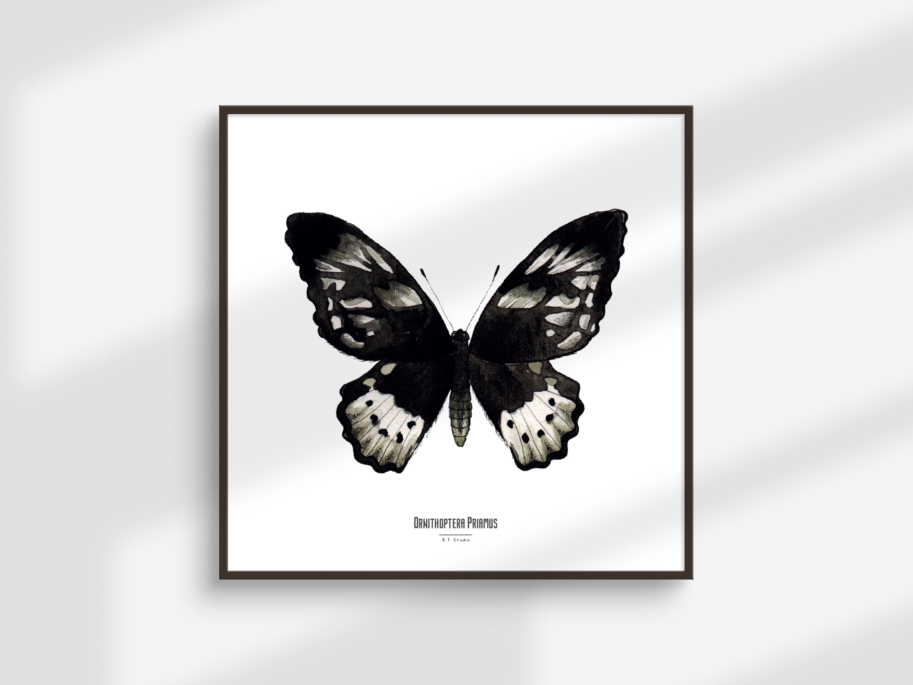 Carte insecte - Reproduction aquarelle - Ornithoptera Priamus