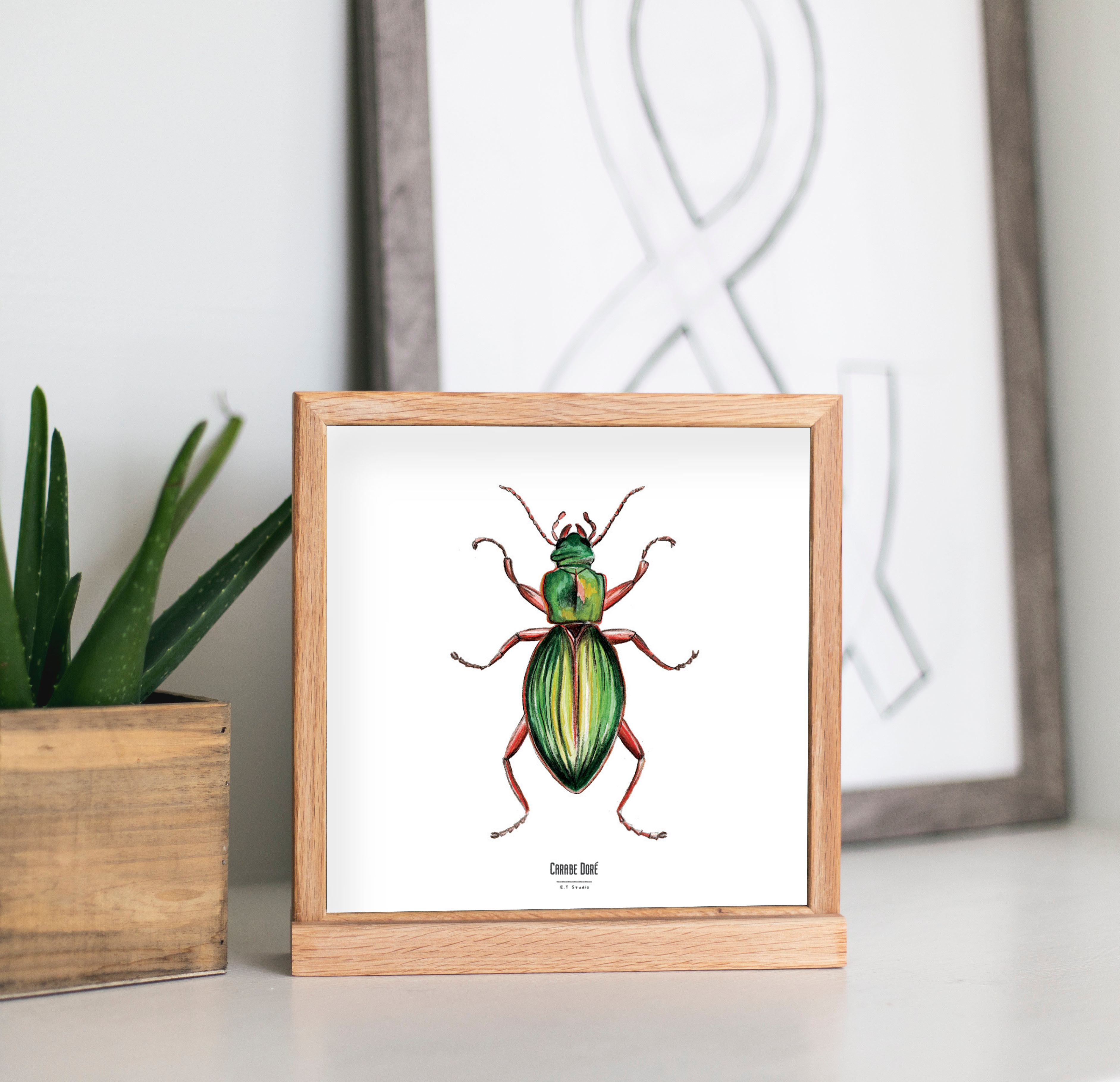 Carte insecte - Reproduction aquarelle - Carabé Doré