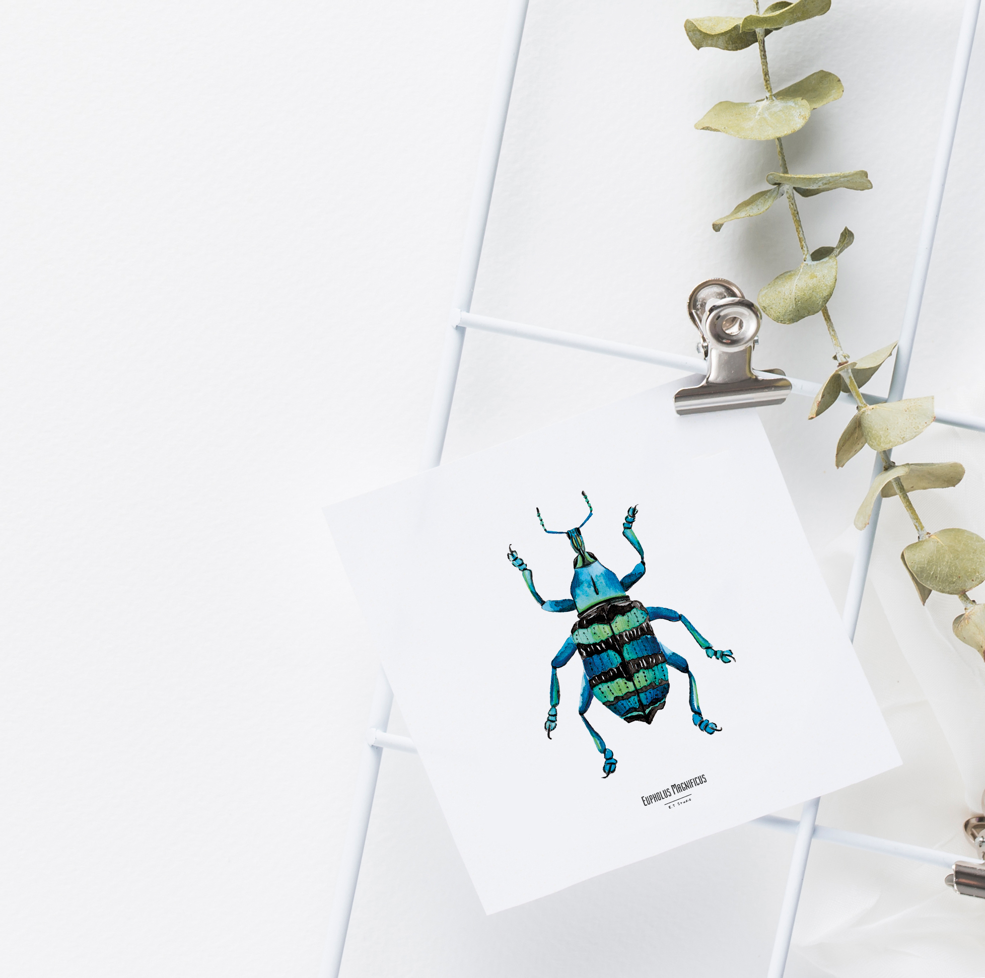 Carte insecte - Reproduction aquarelle - Eupholus Magnificus