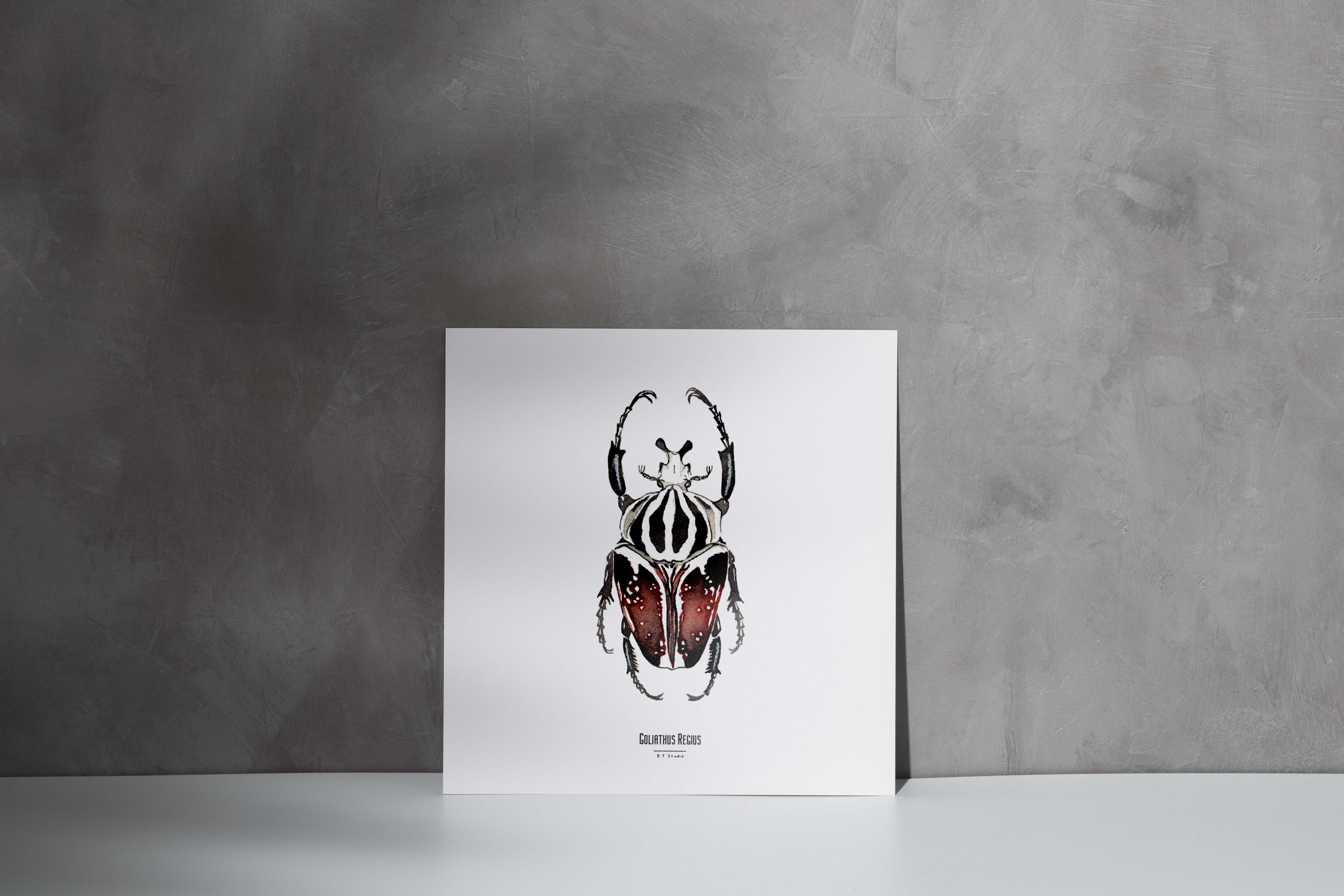 Carte insecte - Reproduction aquarelle - Goliathus Regius