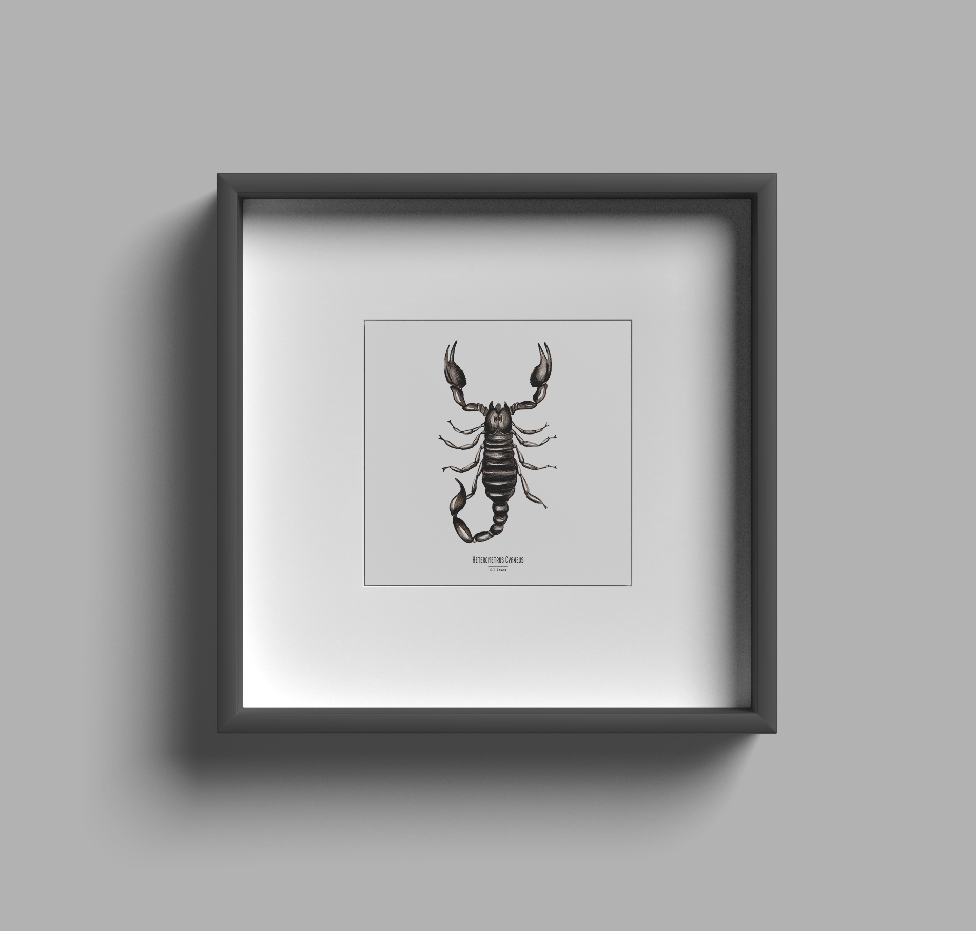 Carte insecte - Reproduction aquarelle - Heterometrus Cyaneus