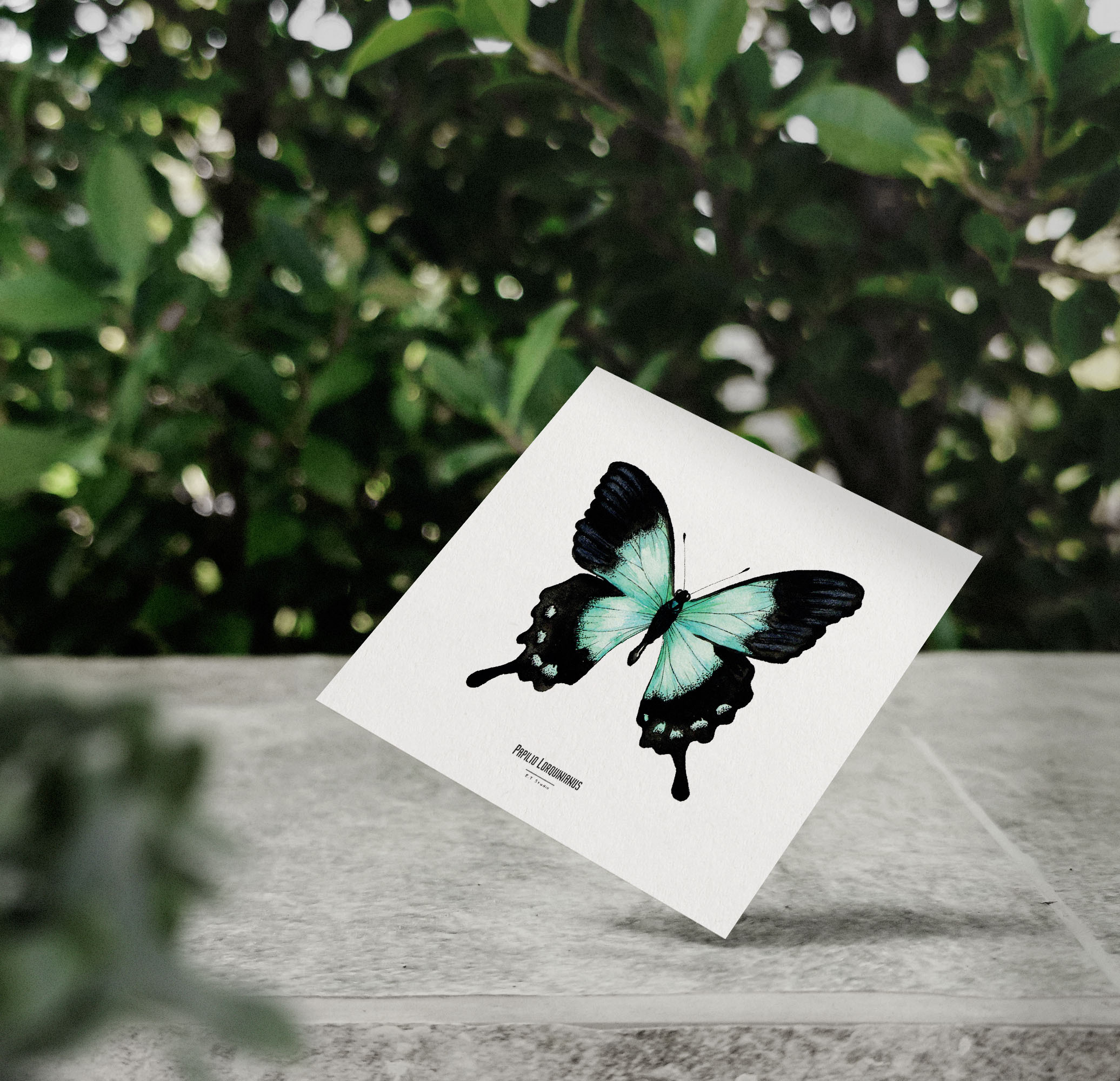 Carte insecte - Reproduction aquarelle - Papilio Lorquinianus