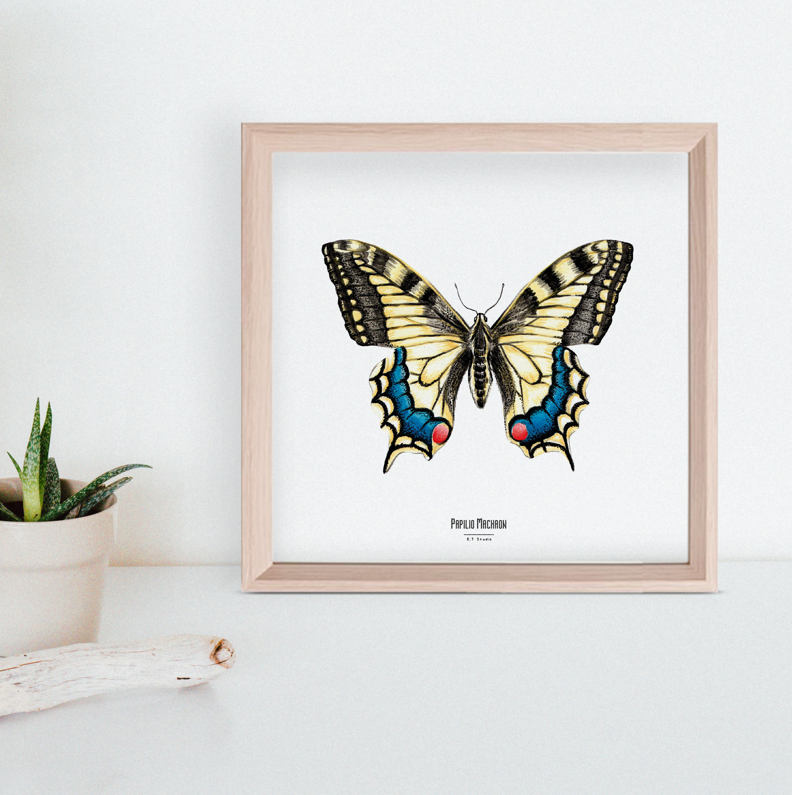 Carte insecte - Reproduction aquarelle - Papilio Machaon