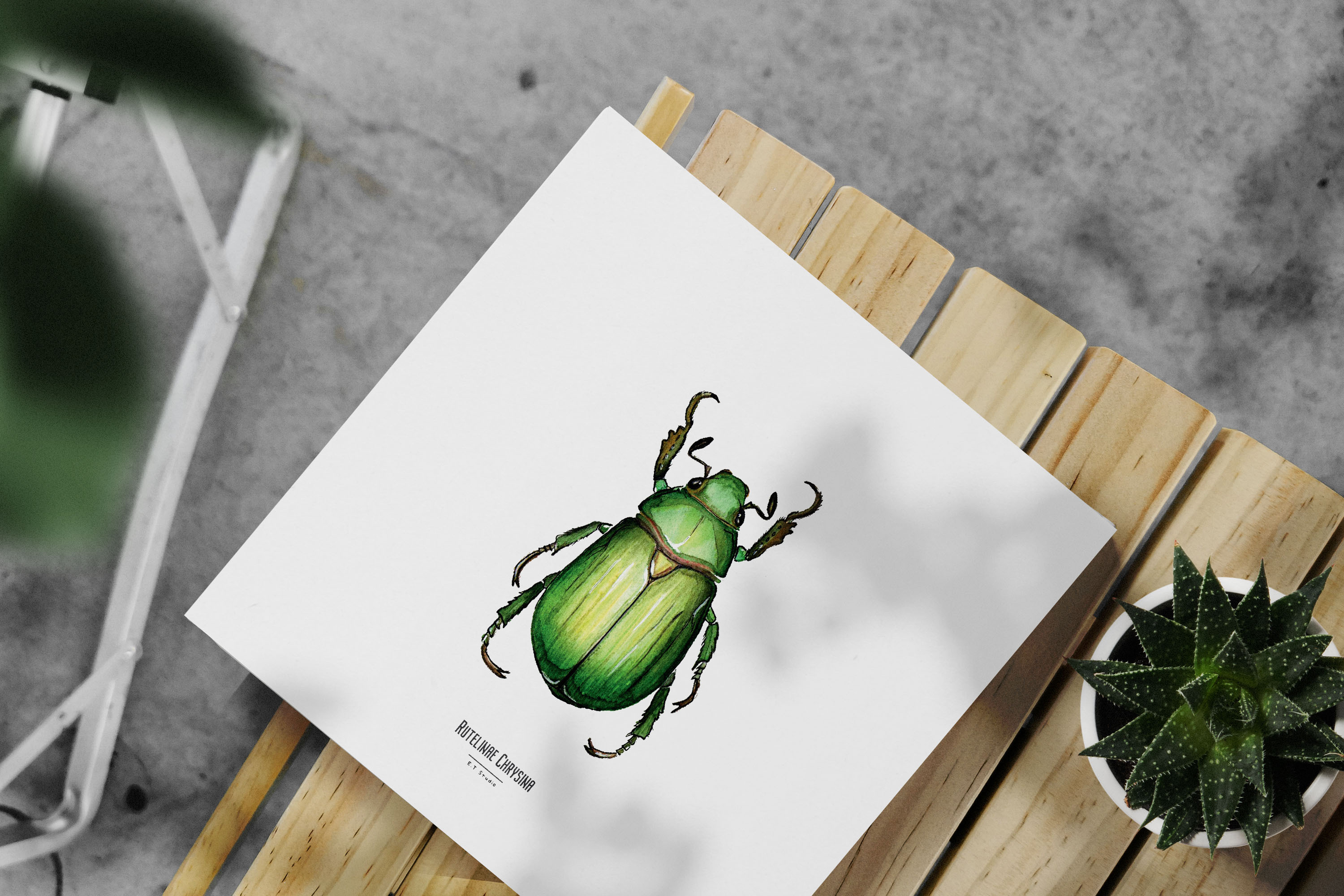 Carte insecte - Reproduction aquarelle - Rutelinae Chrysina