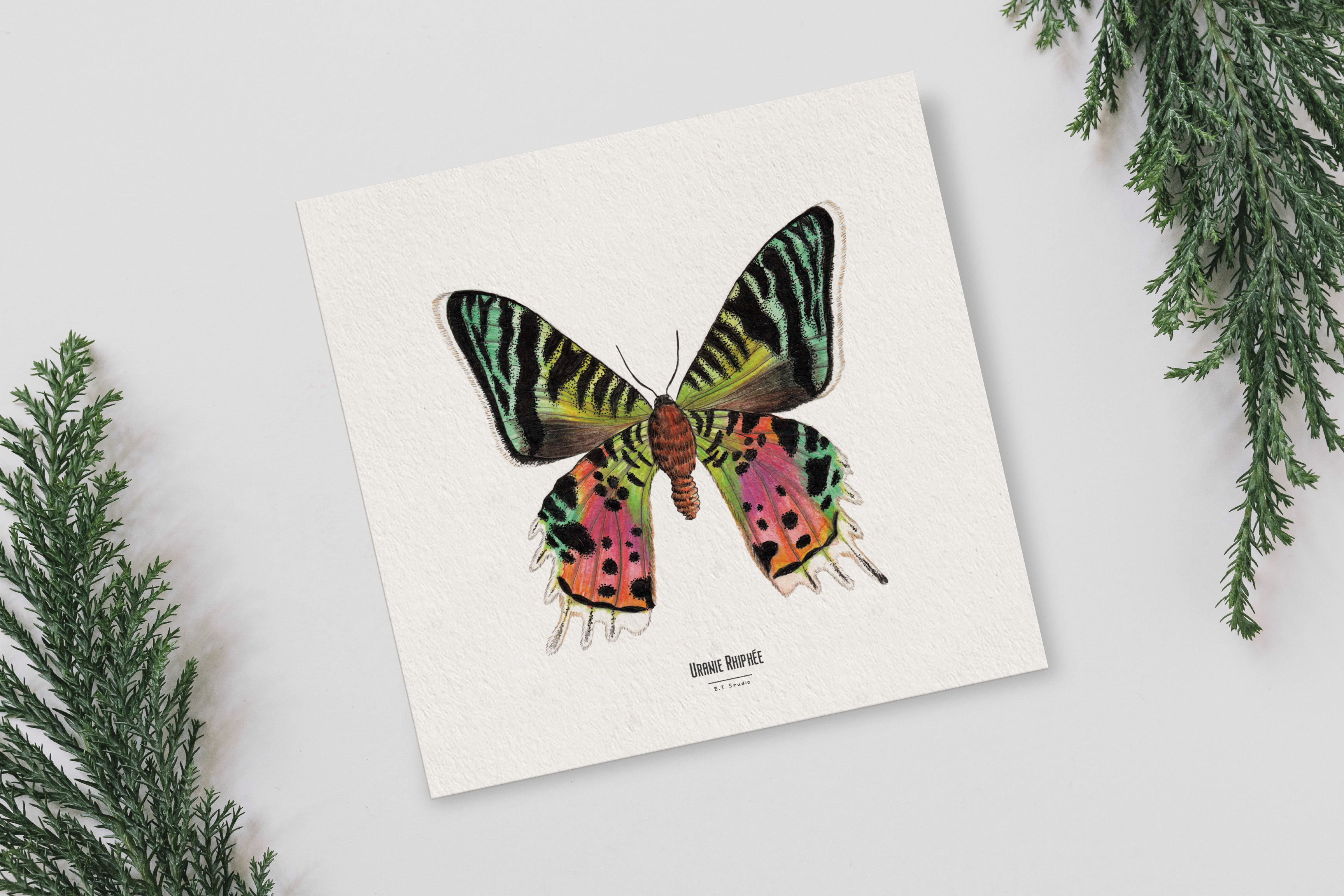 Carte insecte - Reproduction aquarelle - Uranie Riphée