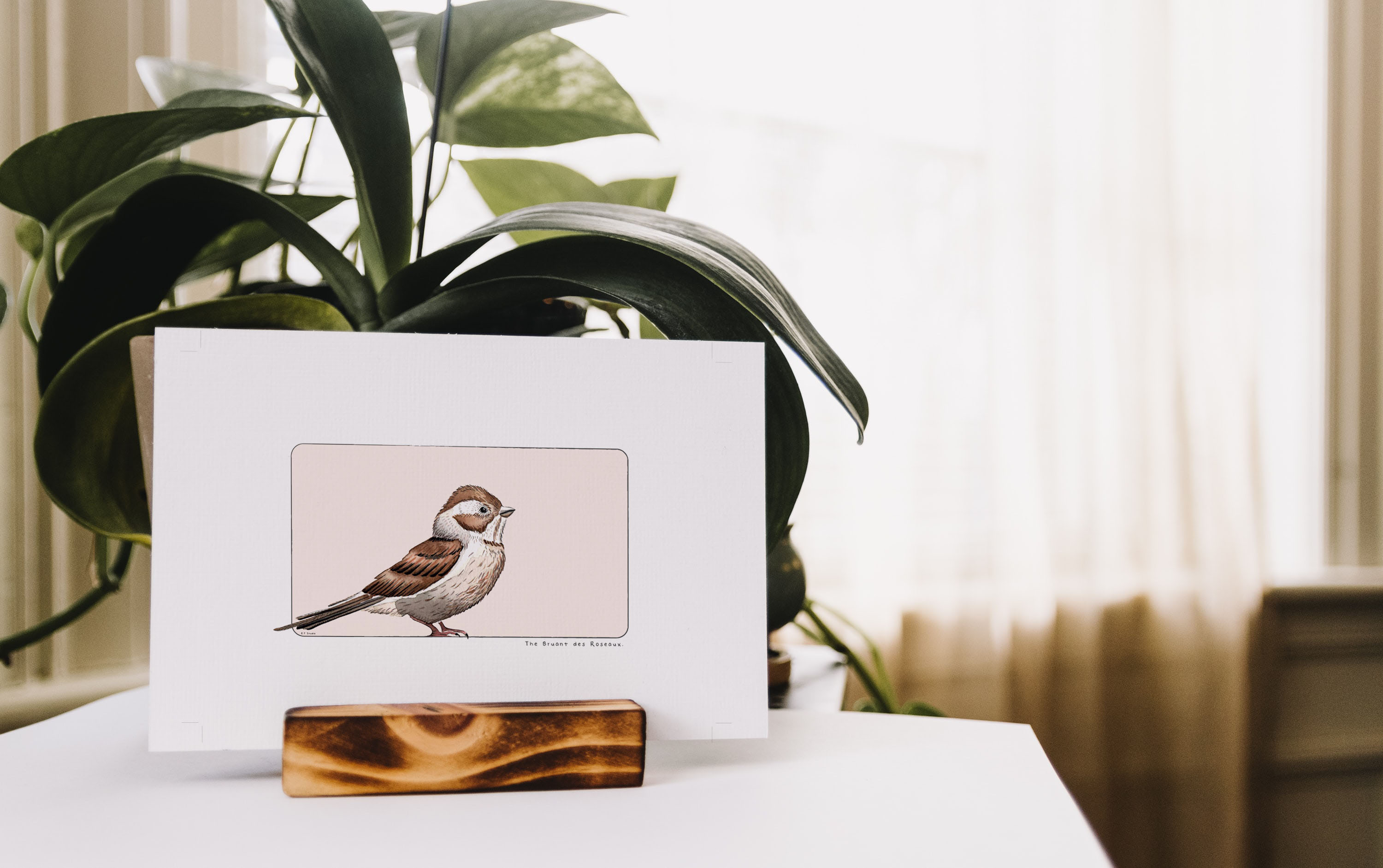 Carte postale & Affiche papier aquarelle - Bruant des Roseaux