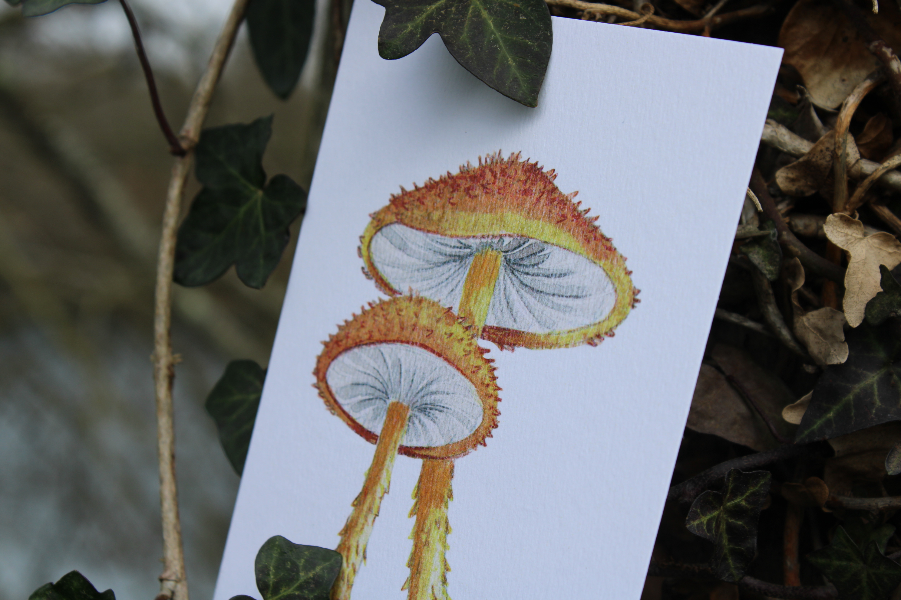 Carte postale champignons - cyptotrama asprata