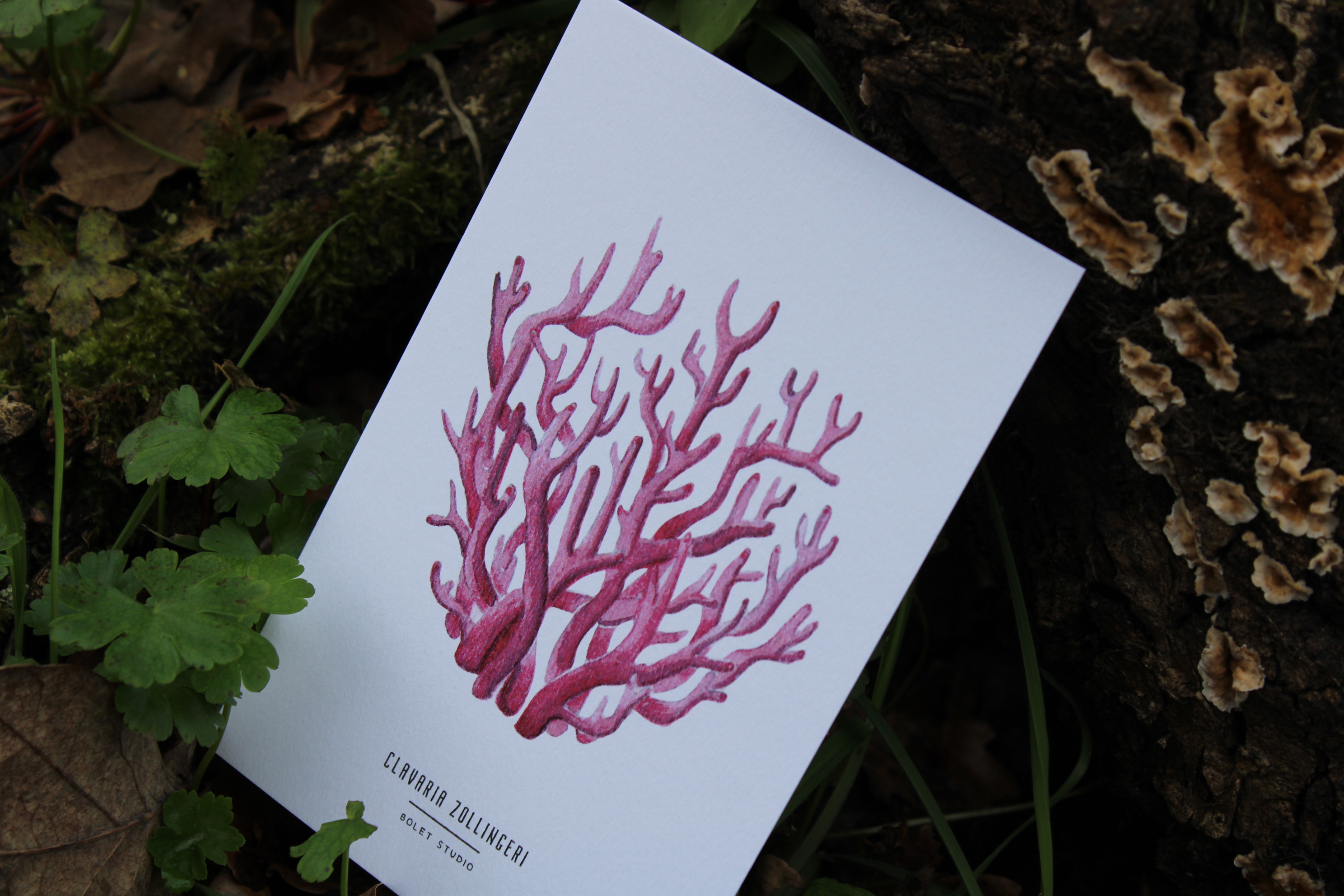 Carte postale champignons -  clavaria zollingeri