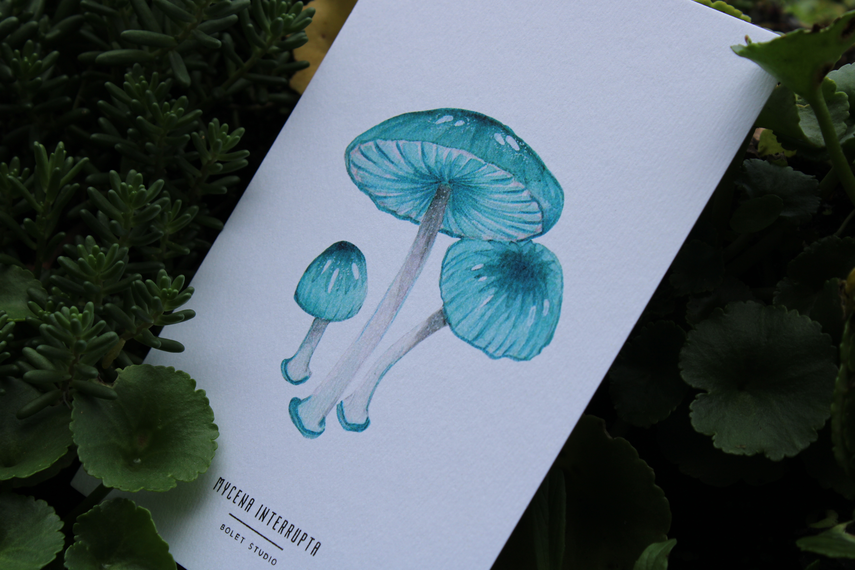 Carte postale champignons - mycena interrupta