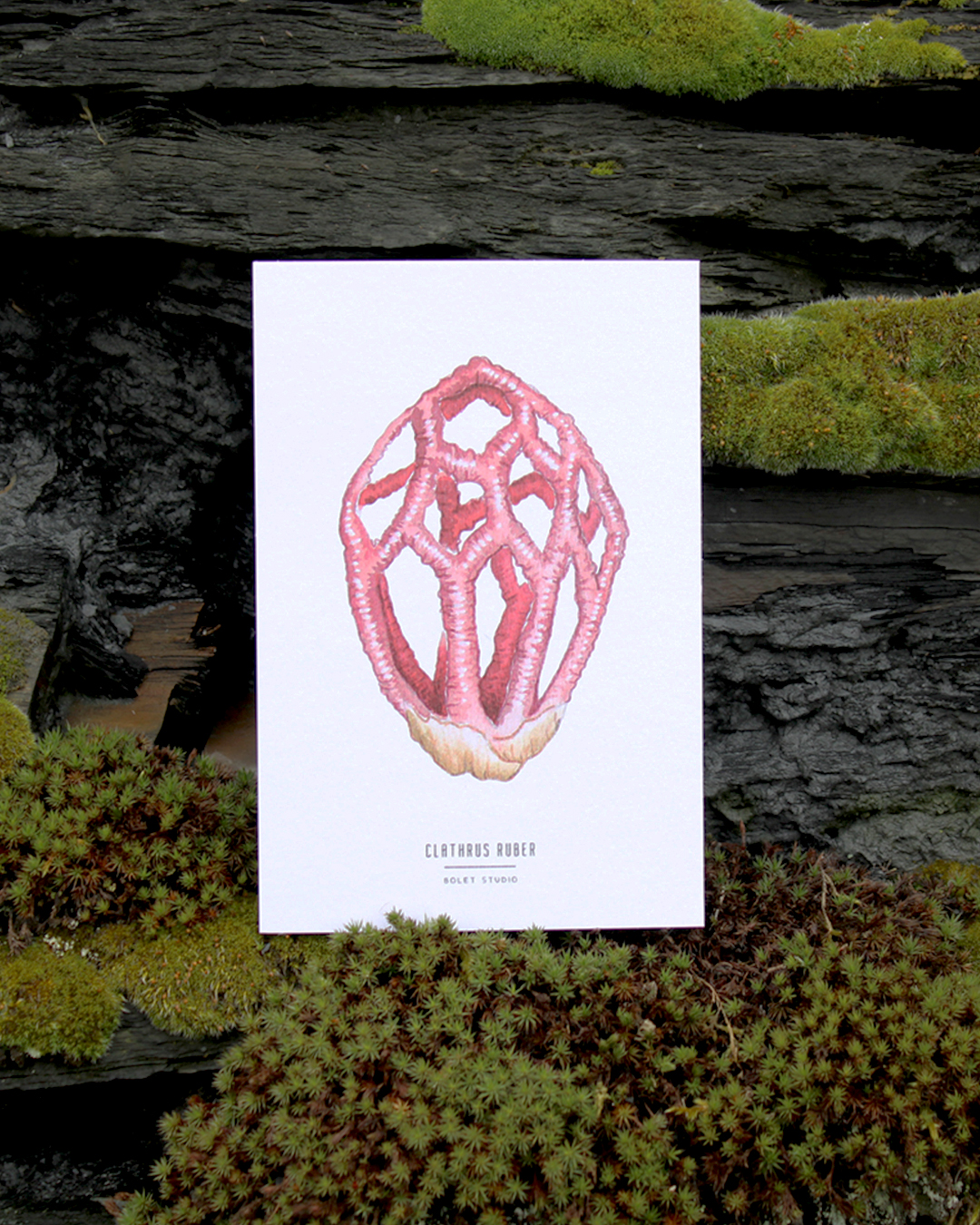 Carte postale champignons - clathrus ruber