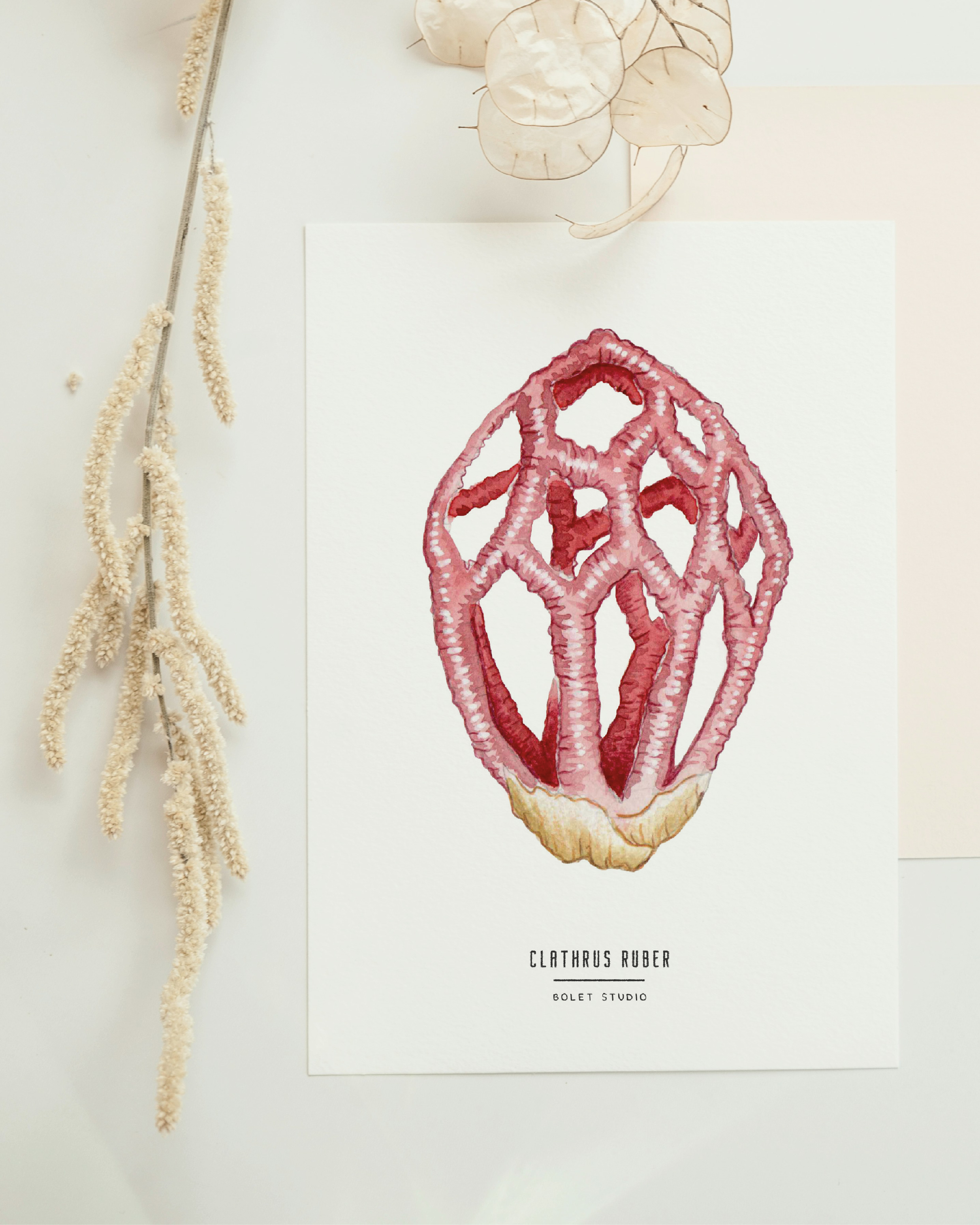 Carte postale champignons - clathrus ruber