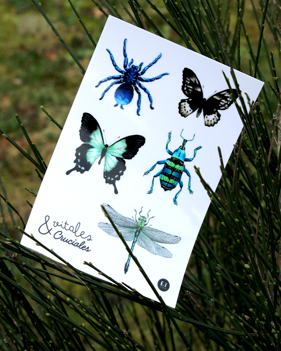 Planche de stickers - Insectes - Vitales & Cruciales !
