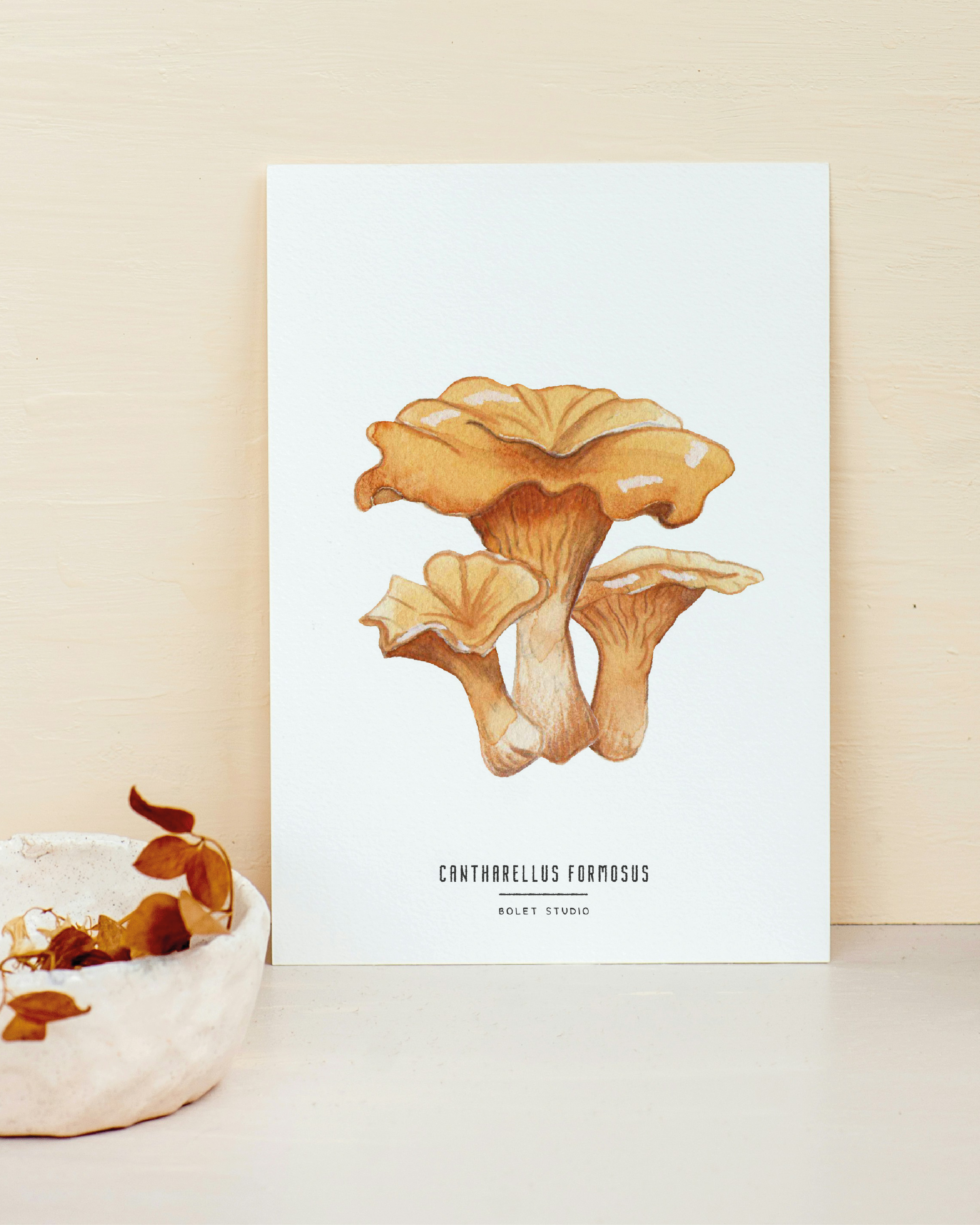 Carte postale champignons - Cantharellus Formosus
