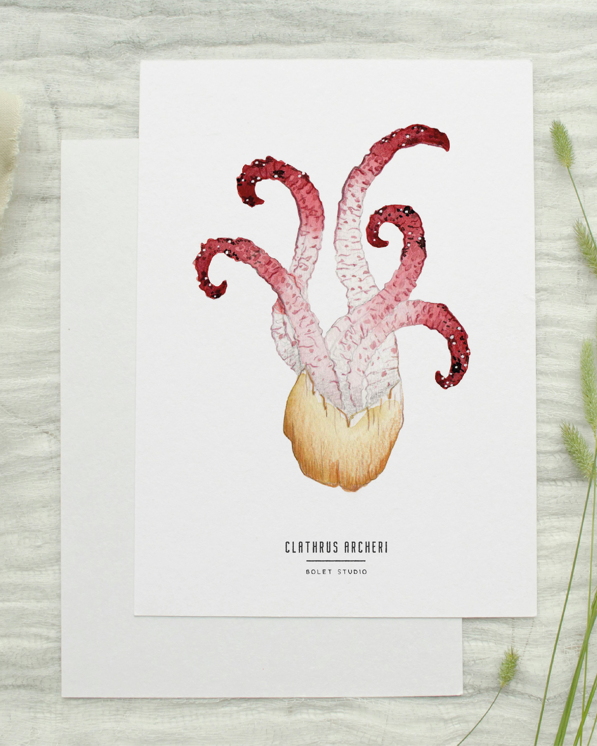 Carte postale champignons - clathrus archeri