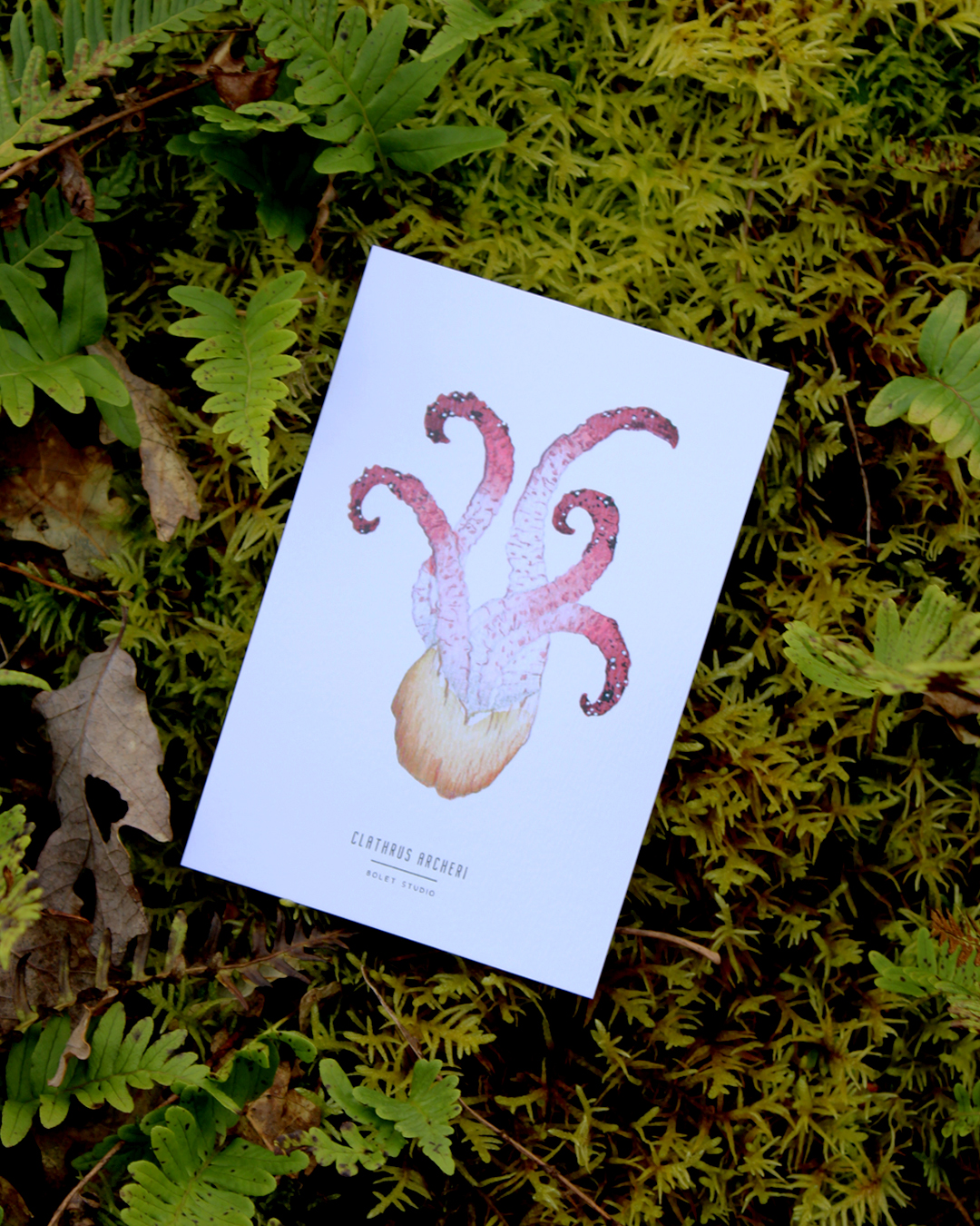 Carte postale champignons - clathrus archeri