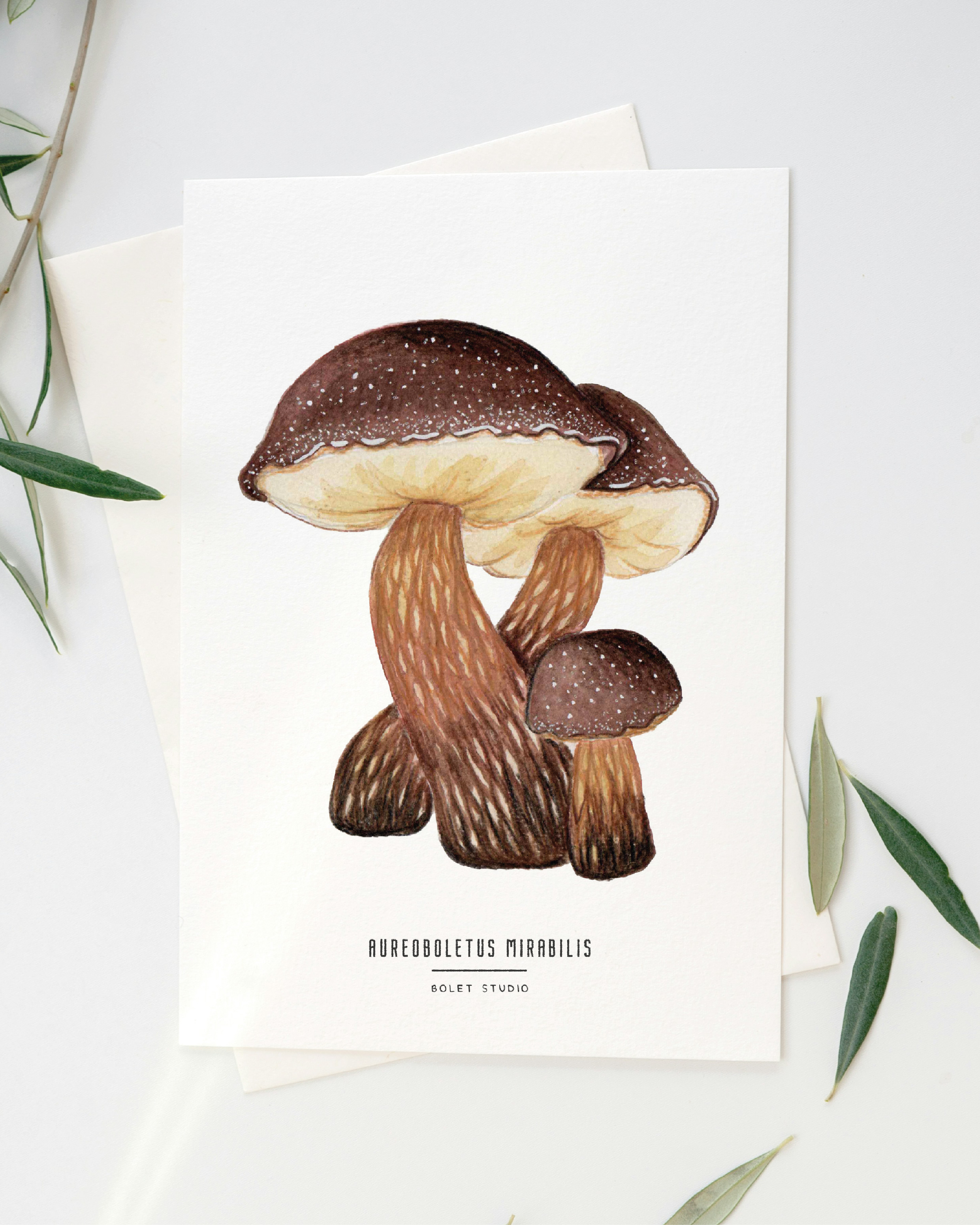 Carte postale champignons - aureoboletus mirabilis