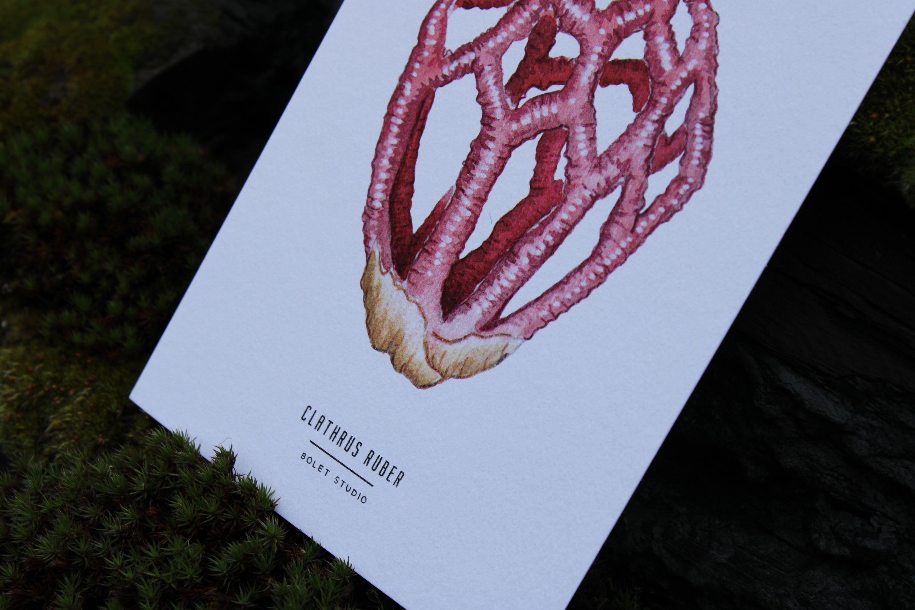 Carte postale champignons - clathrus ruber