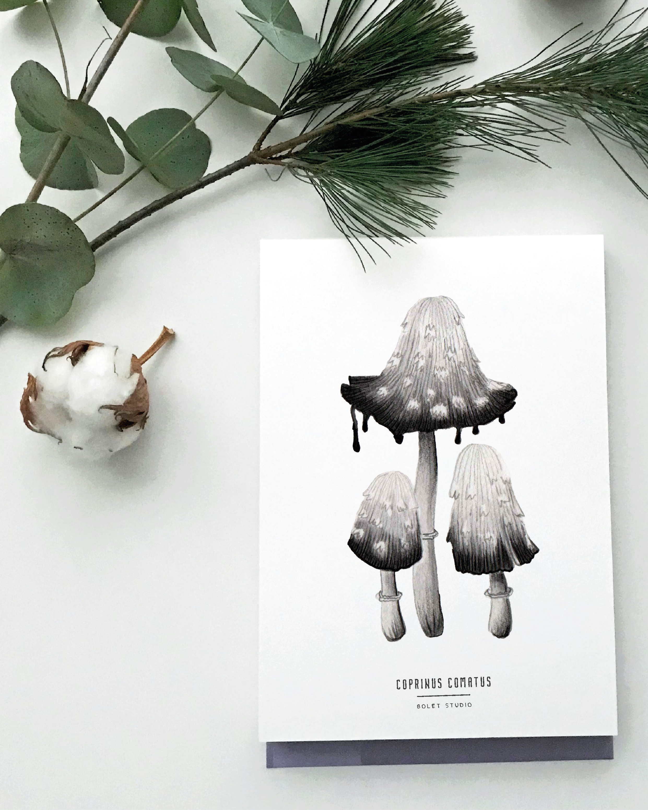 Carte postale champignons - coprinus comatus